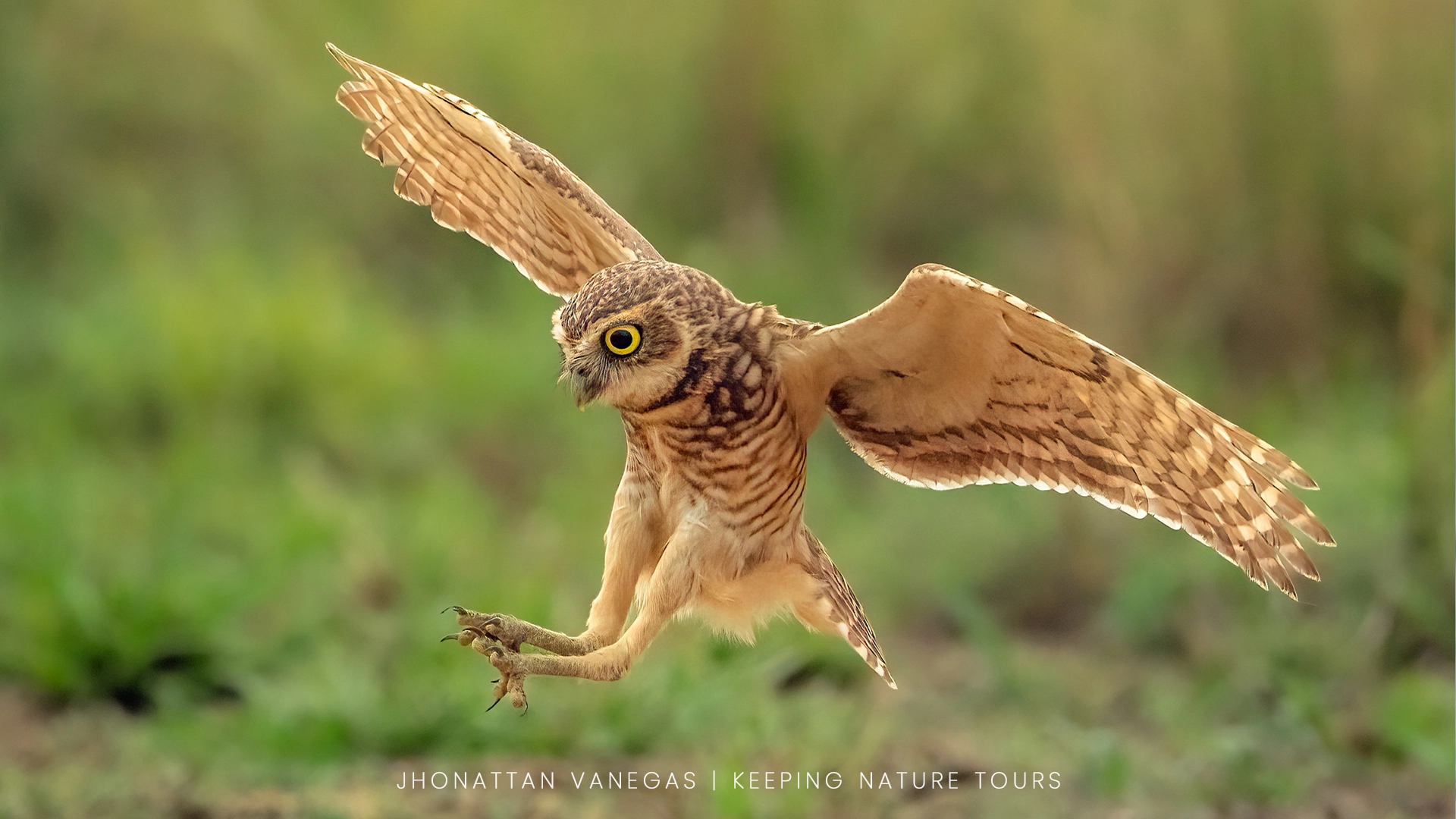 Wildlife photograph by Jhonattan Vanegas, bird