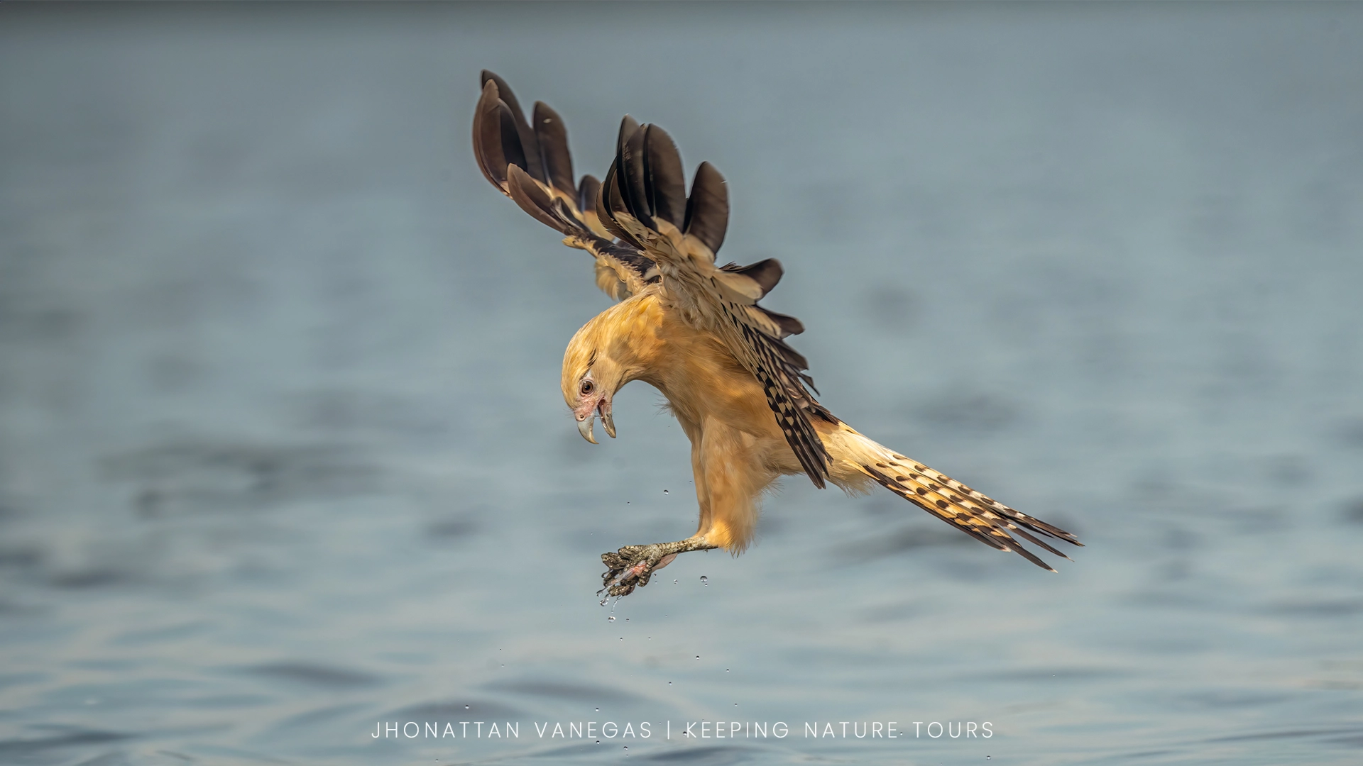 Wildlife photograph by Jhonattan Vanegas, bird