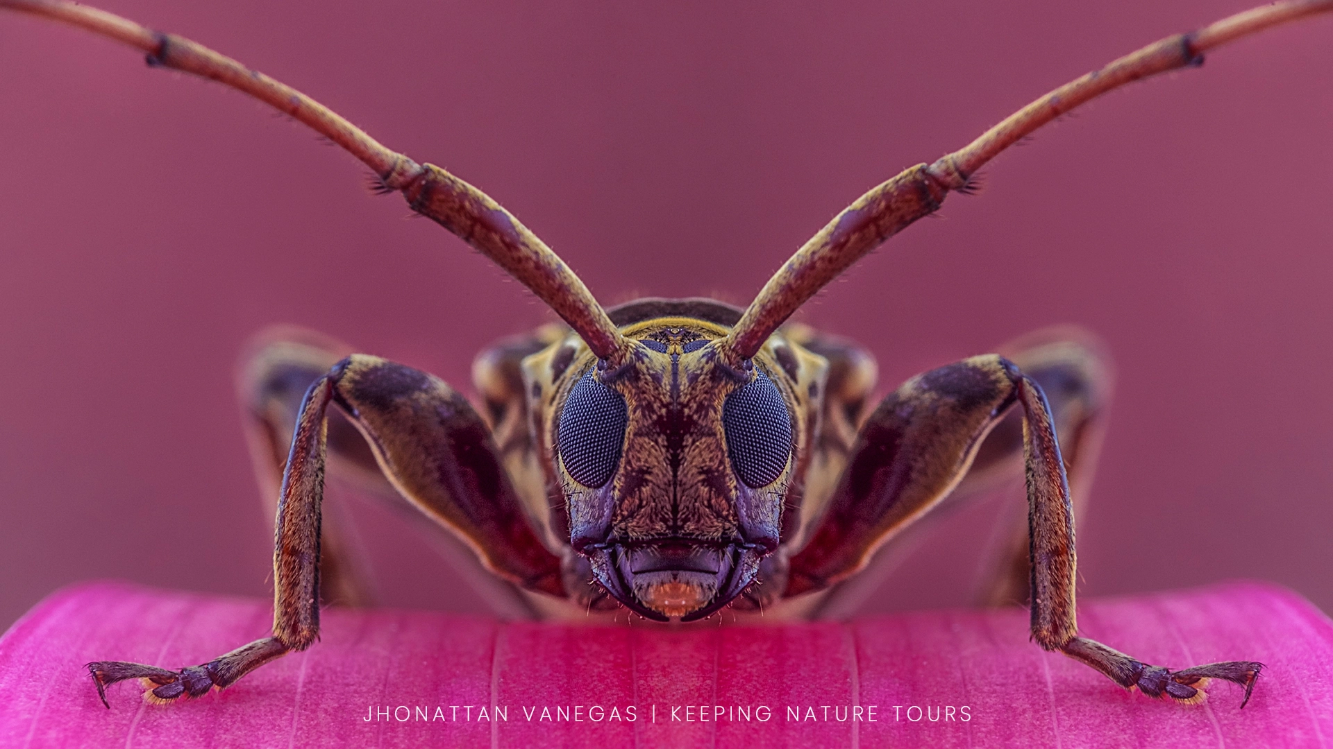 A macro photograph revealing tiny details of the small world