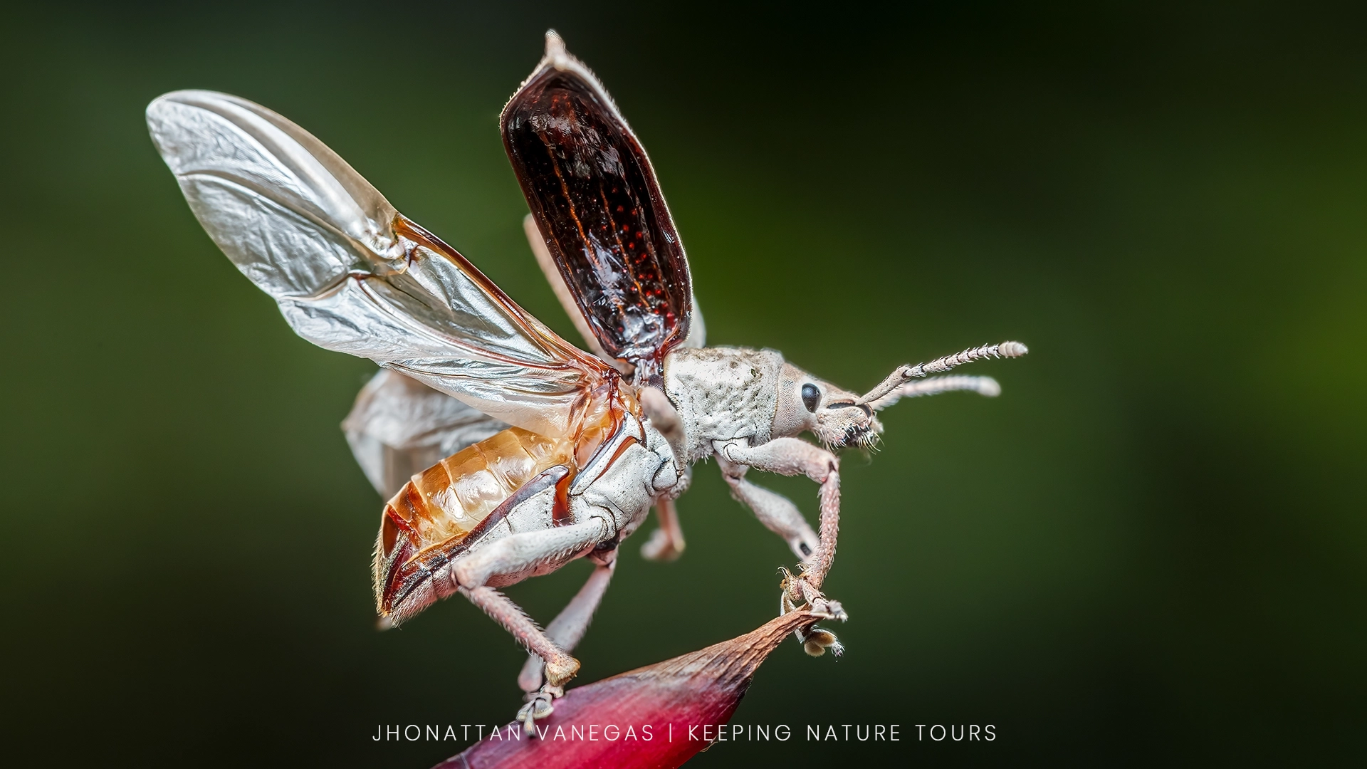 Wildlife photograph by Jhonattan Vanegas, macro subject