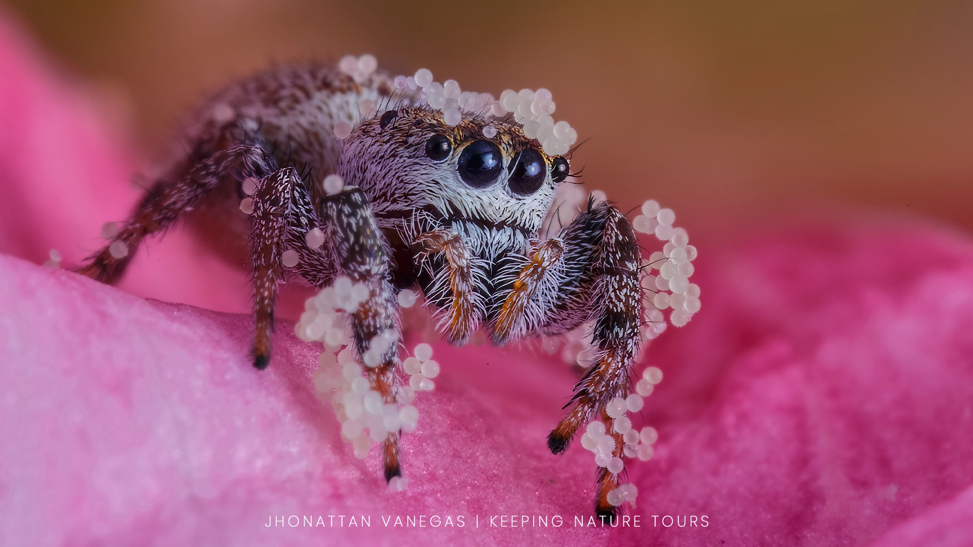 Wildlife photograph by Jhonattan Vanegas, macro subject
