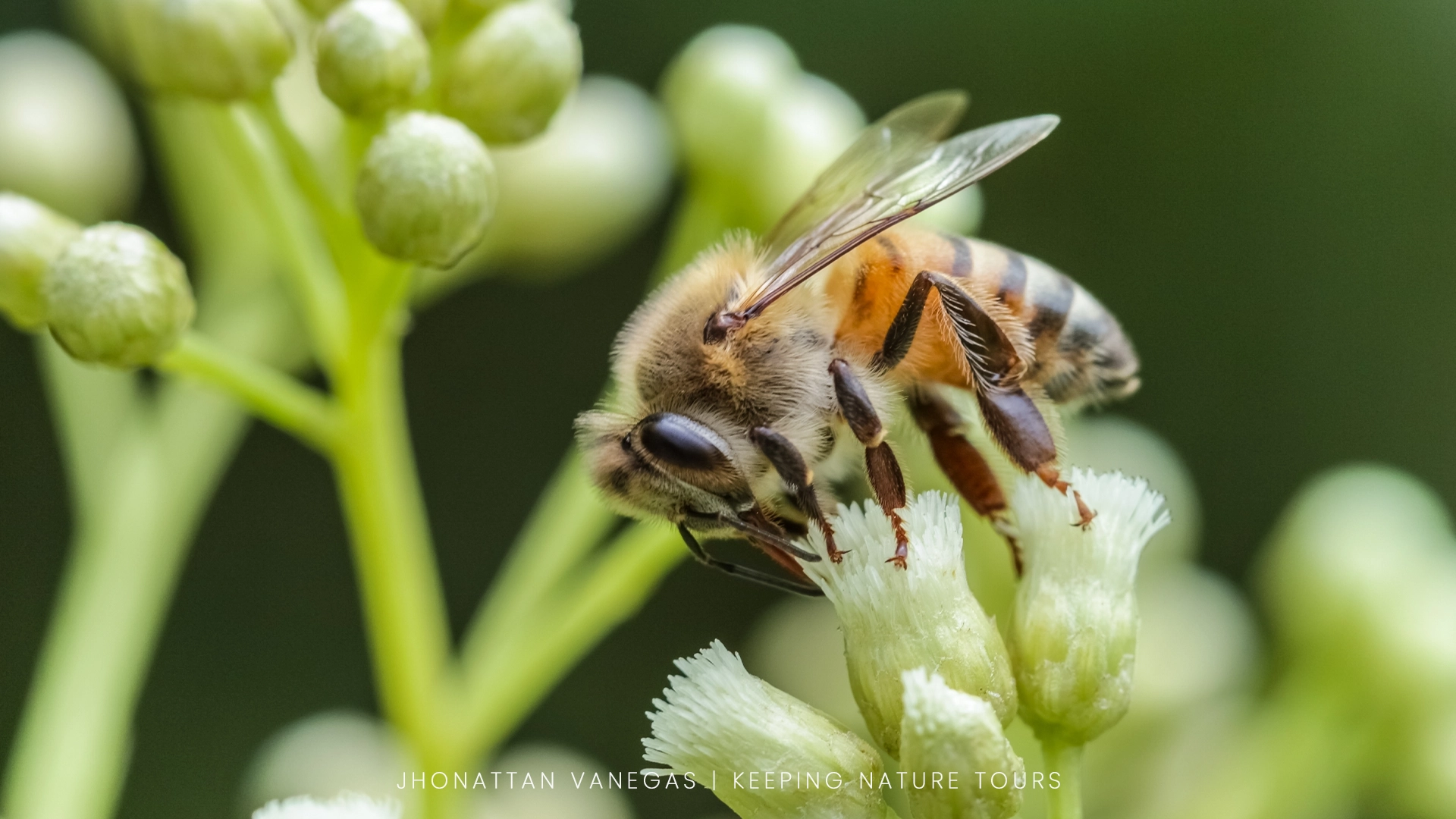 Wildlife photograph by Jhonattan Vanegas, macro subject