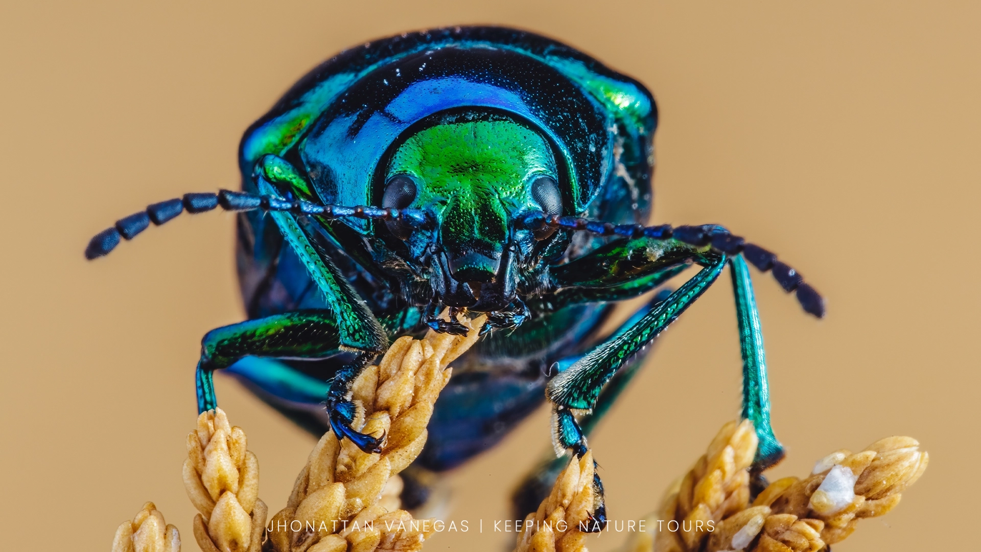 A finished macro photograph refined in post-processing