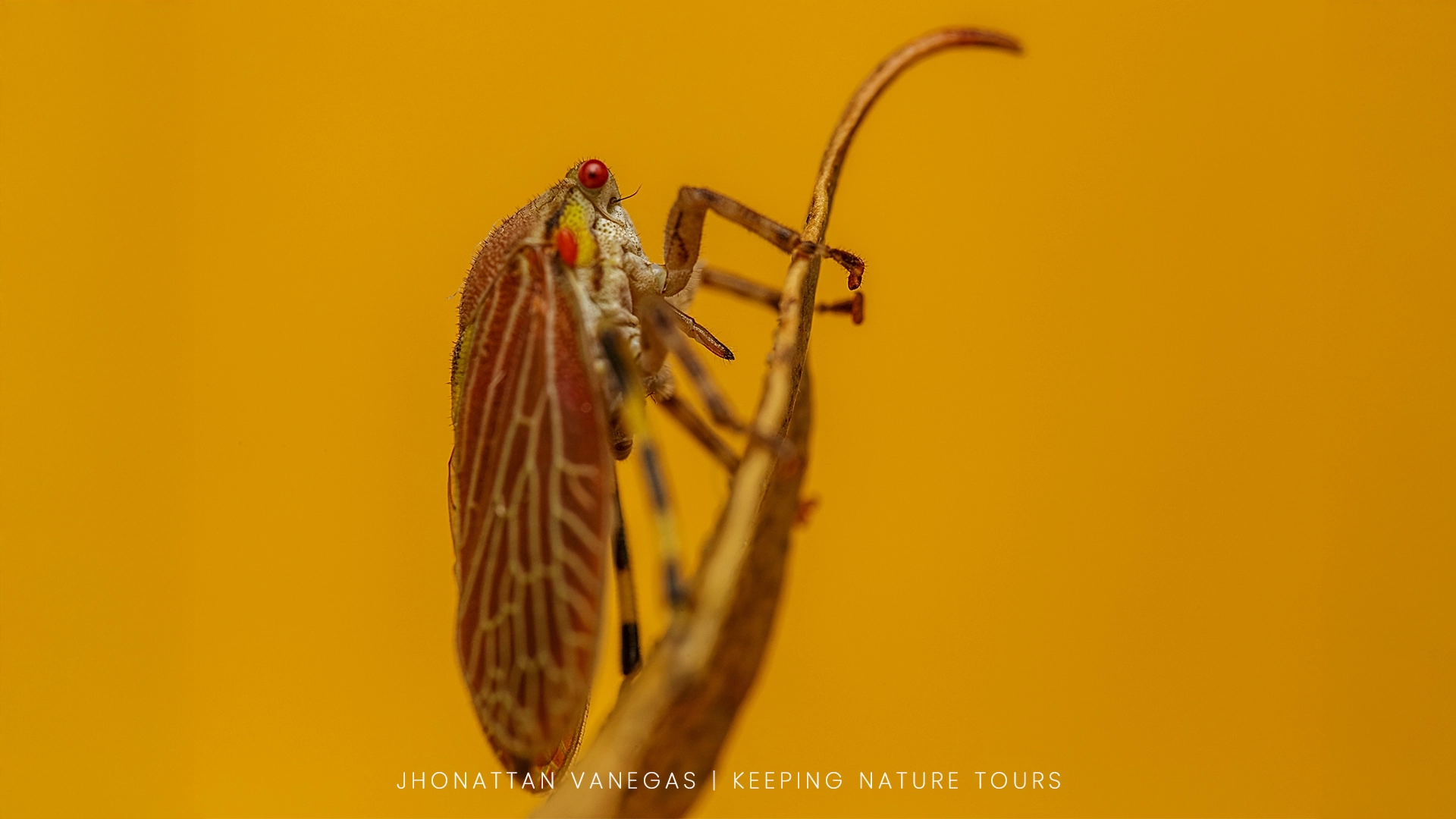 Wildlife photograph by Jhonattan Vanegas, macro subject