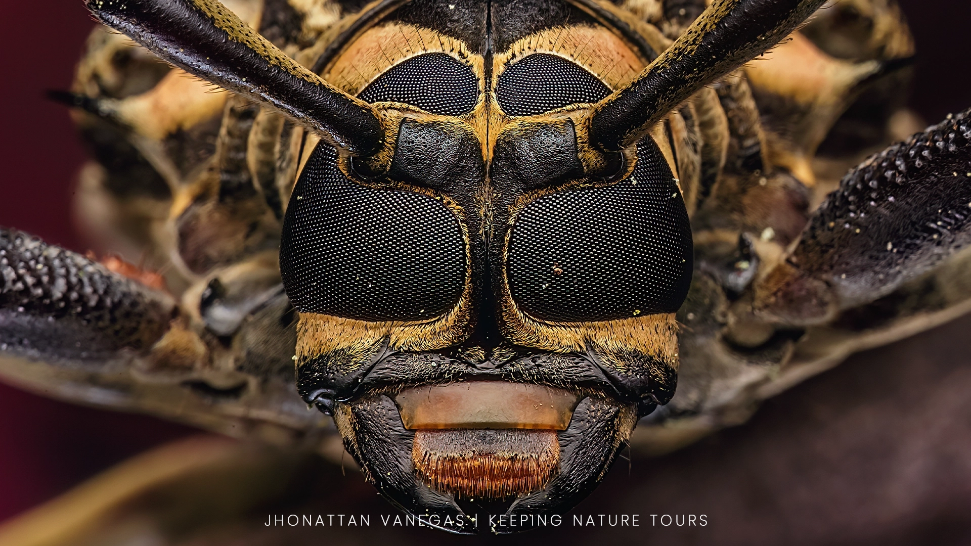 Wildlife photograph by Jhonattan Vanegas, macro subject