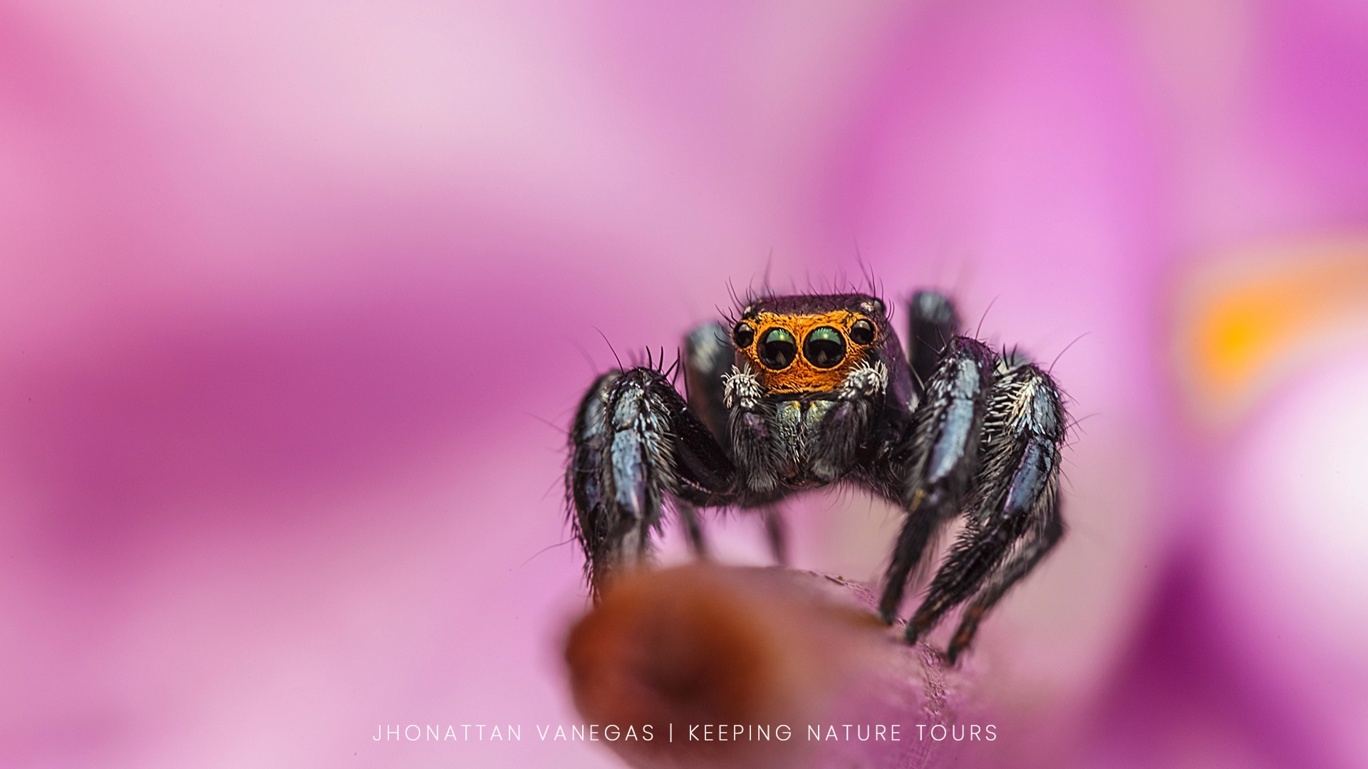 Wildlife photograph by Jhonattan Vanegas, macro subject