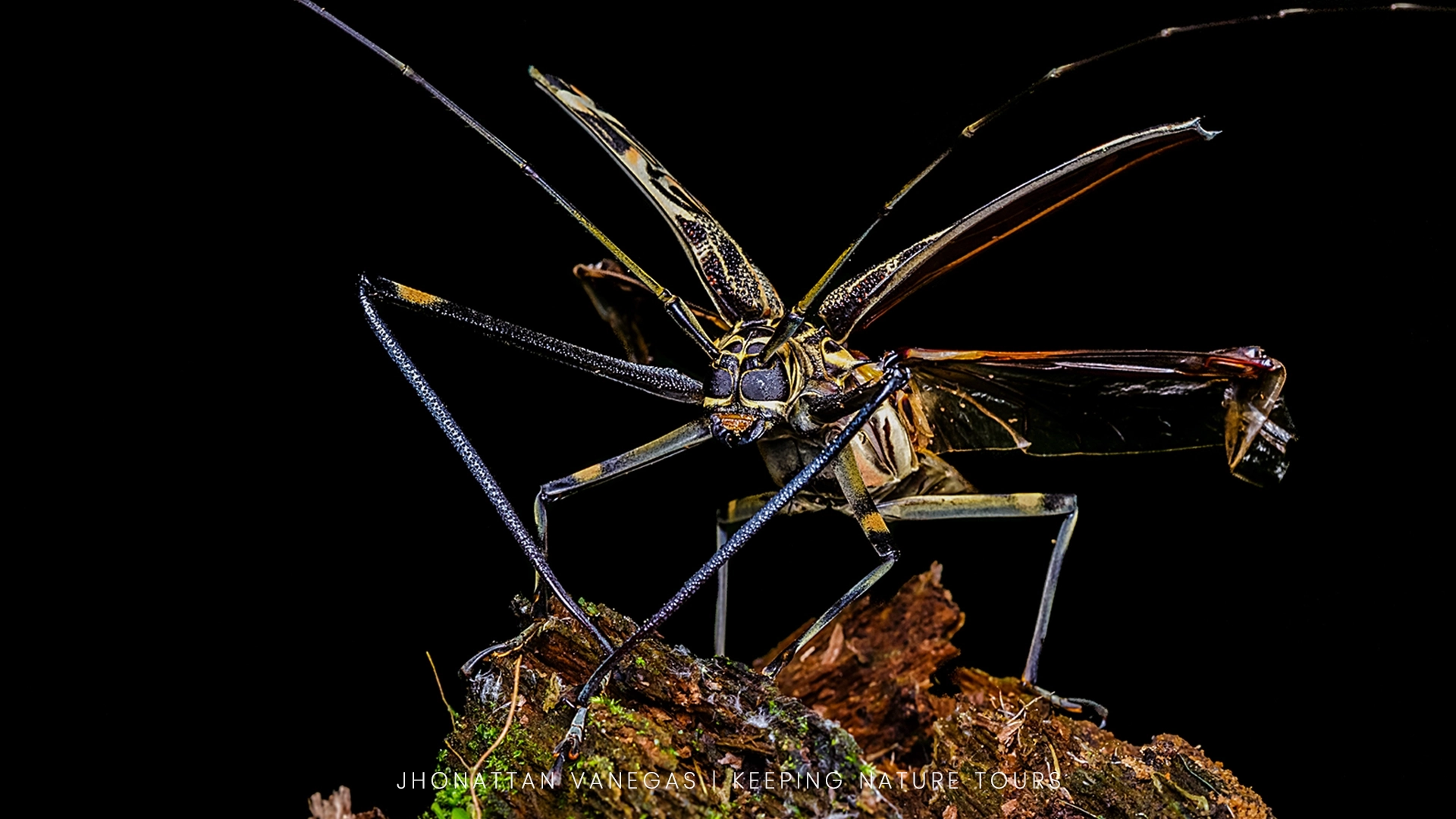 Wildlife photograph by Jhonattan Vanegas, macro subject