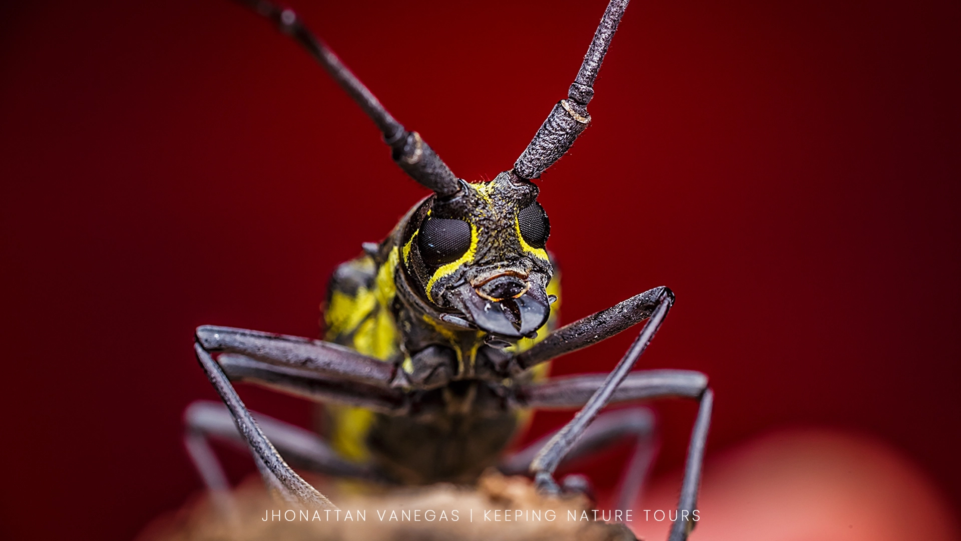 Wildlife photograph by Jhonattan Vanegas, macro subject