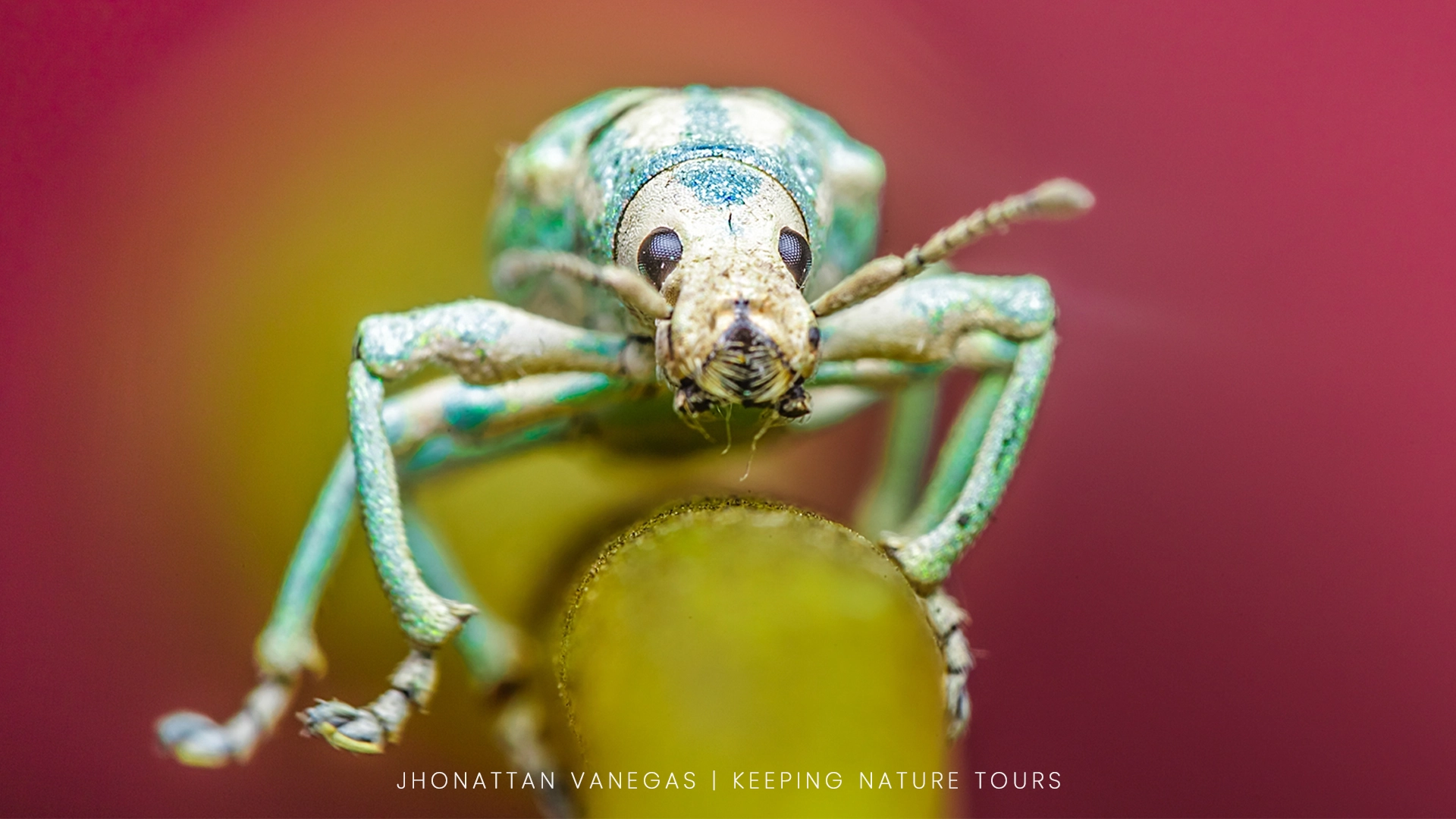 Wildlife photograph by Jhonattan Vanegas, macro subject