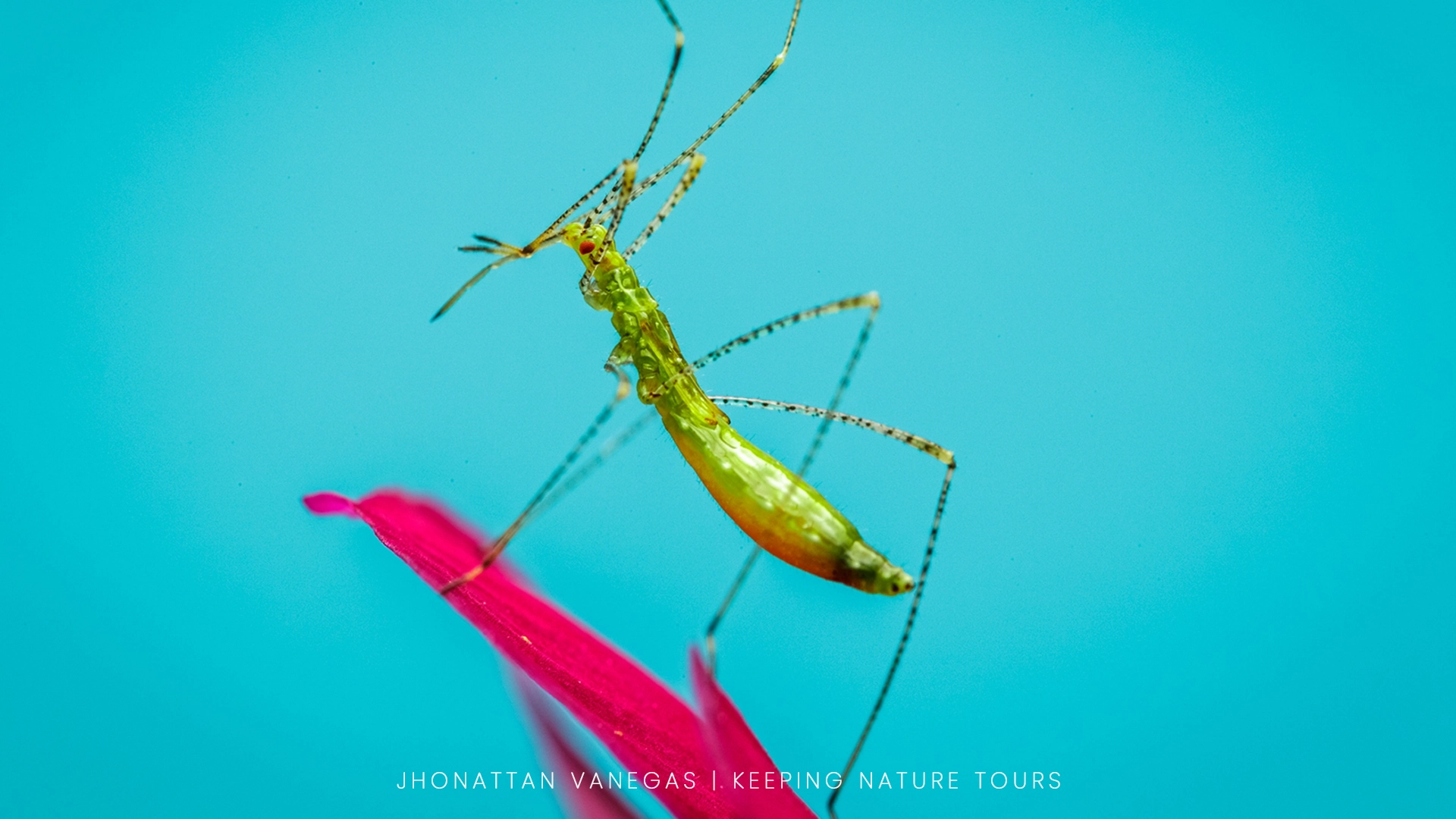Wildlife photograph by Jhonattan Vanegas, macro subject