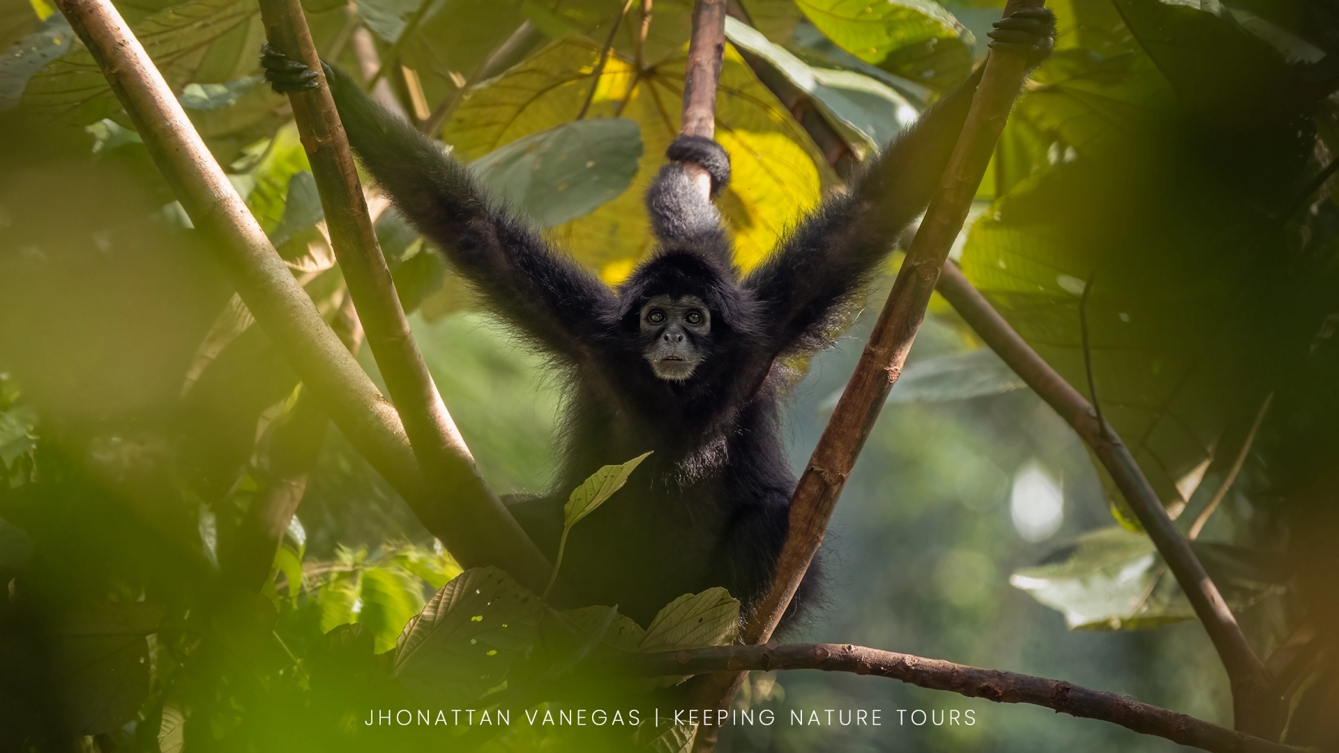 Wildlife photograph by Jhonattan Vanegas, mammal