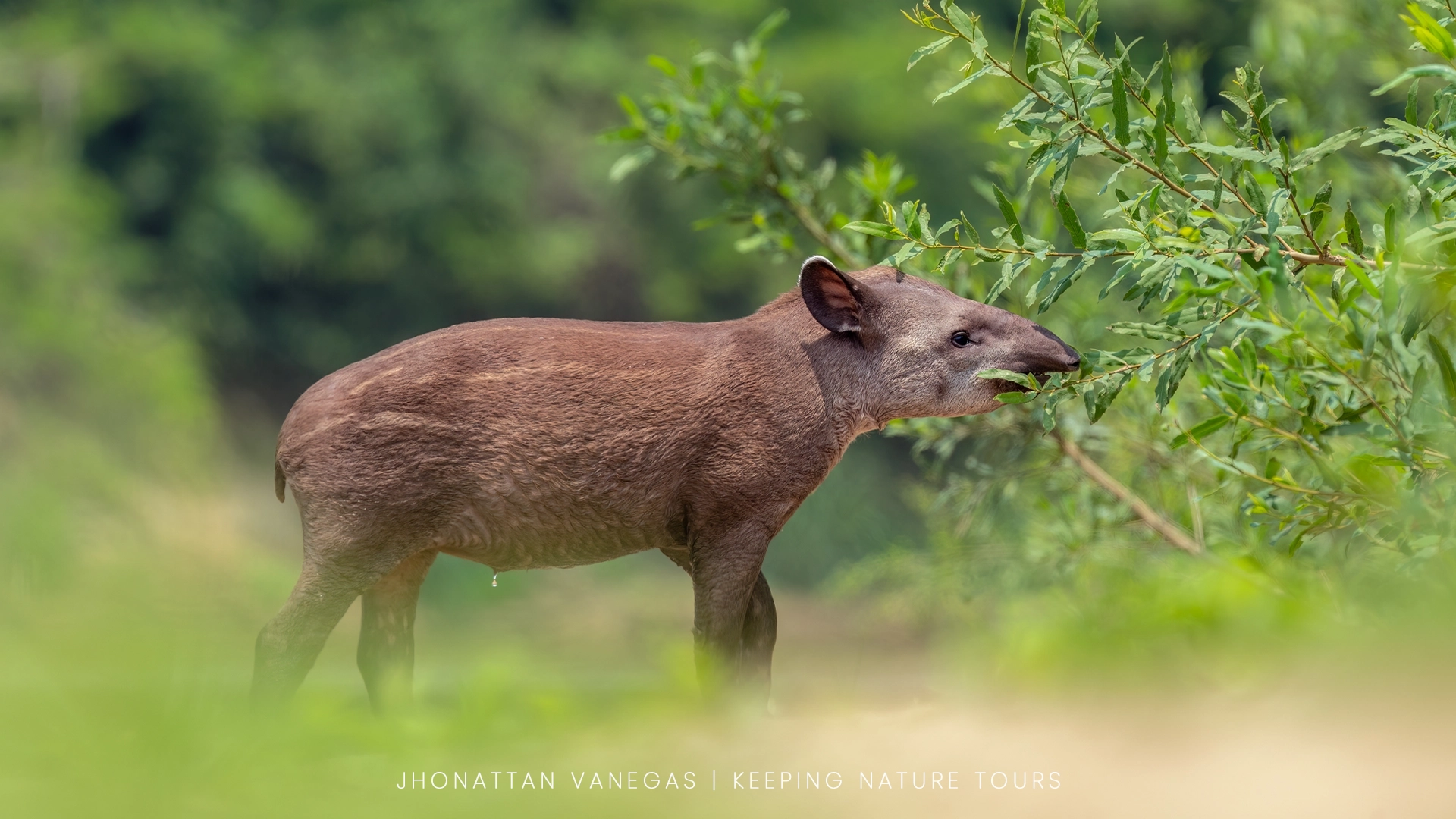 Nature photograph by Jhonattan Vanegas, a young tapir browsing on leaves