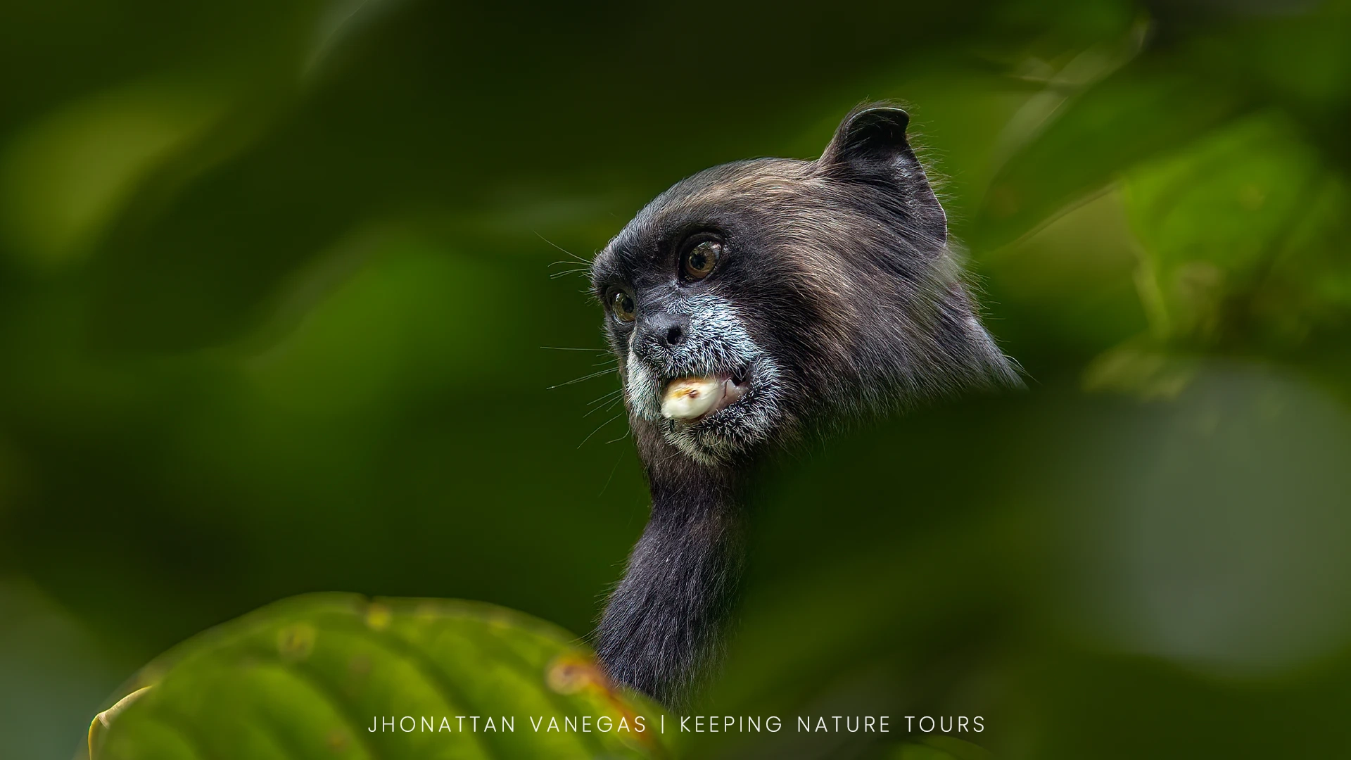 Wildlife photograph by Jhonattan Vanegas, mammal