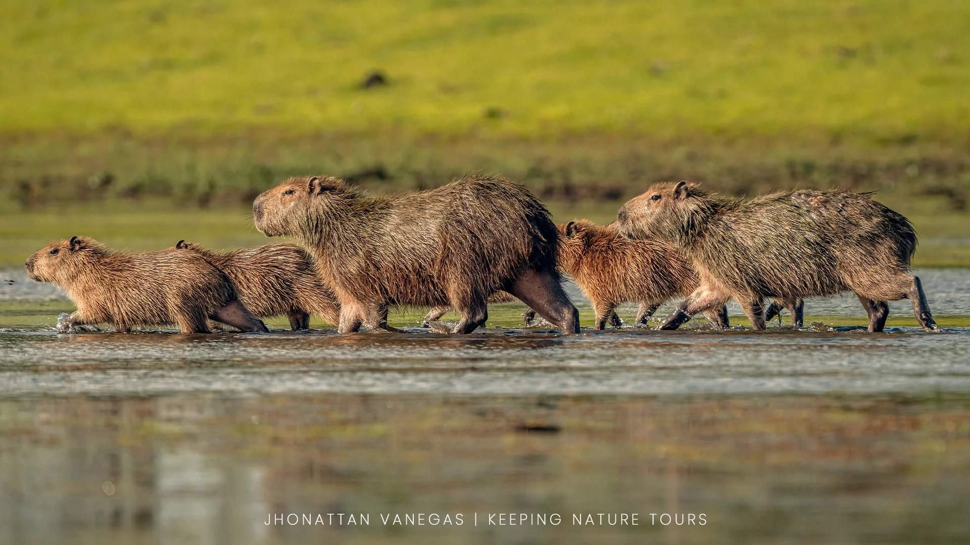 Wildlife photograph by Jhonattan Vanegas, mammal