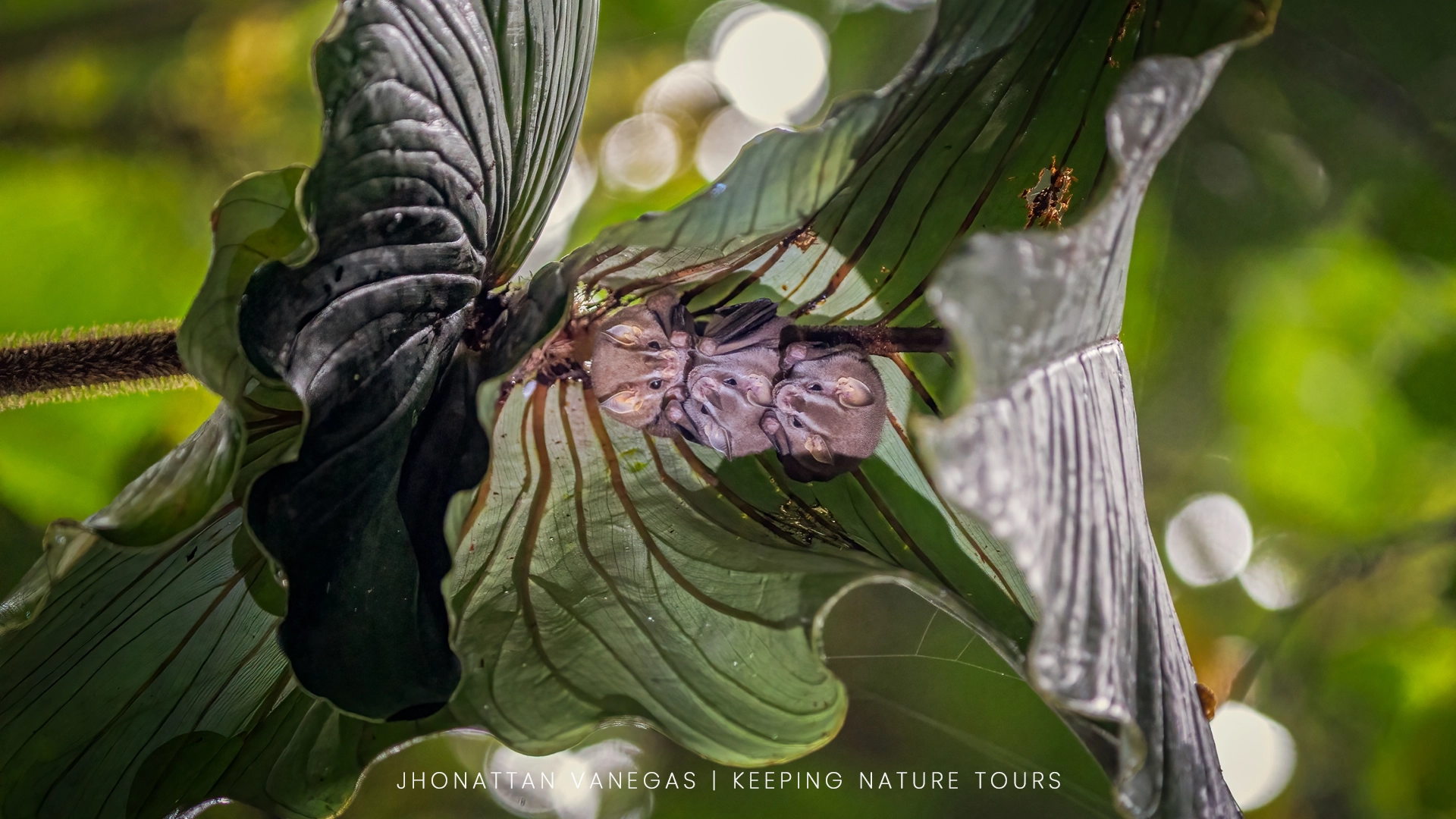 Wildlife photograph by Jhonattan Vanegas, mammal