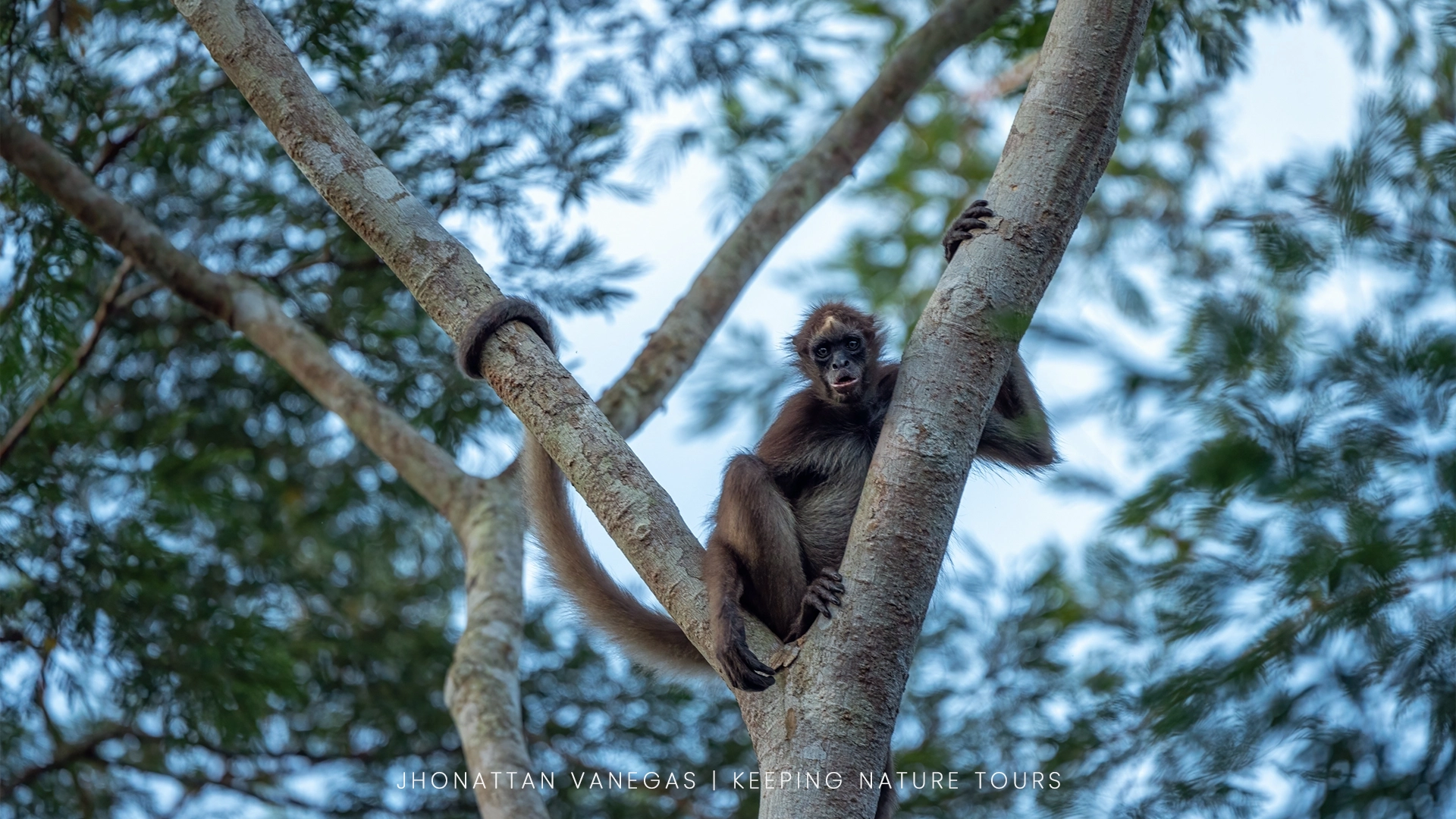 Wildlife photograph by Jhonattan Vanegas, mammal
