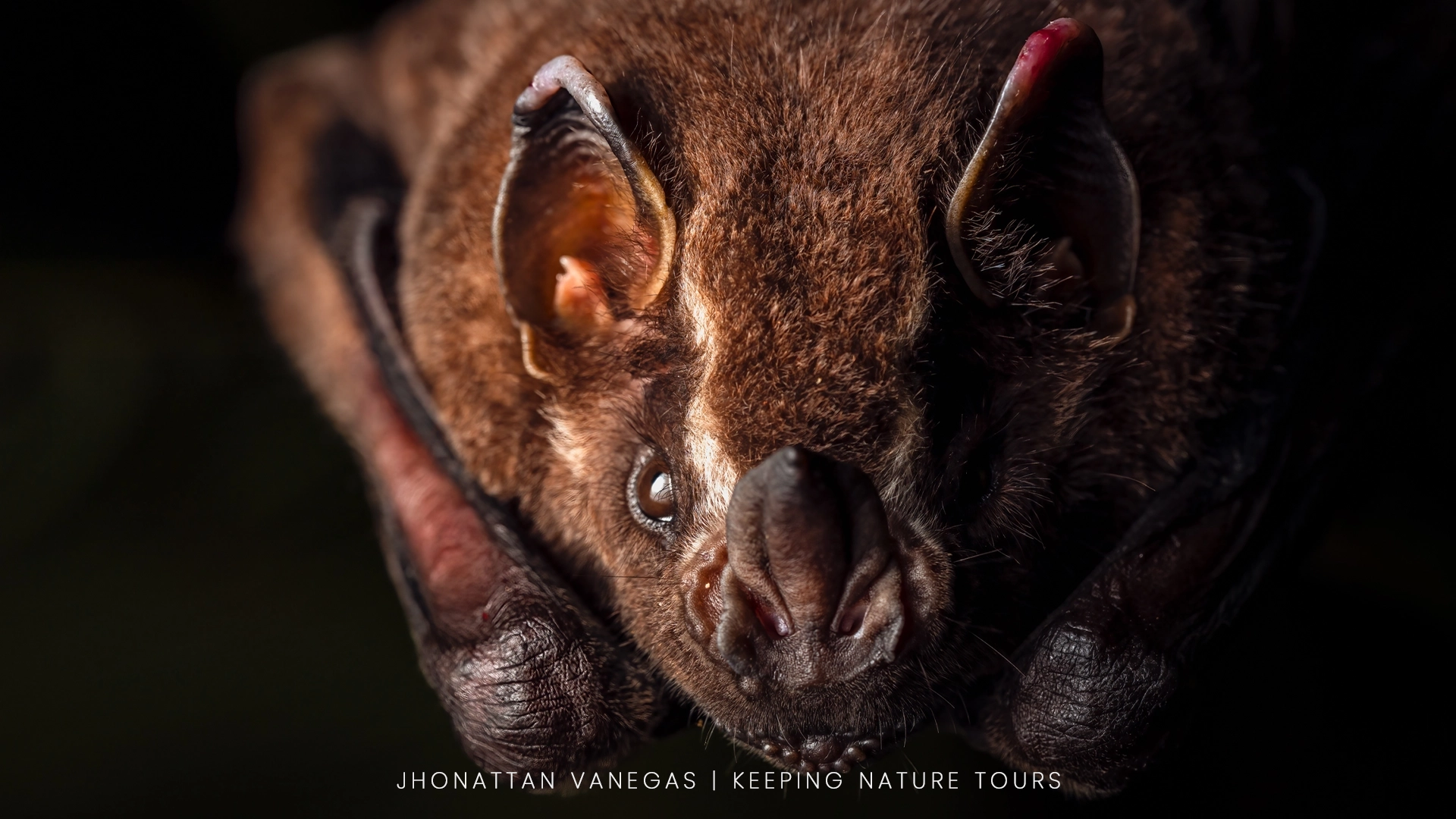 Wildlife photograph by Jhonattan Vanegas, mammal