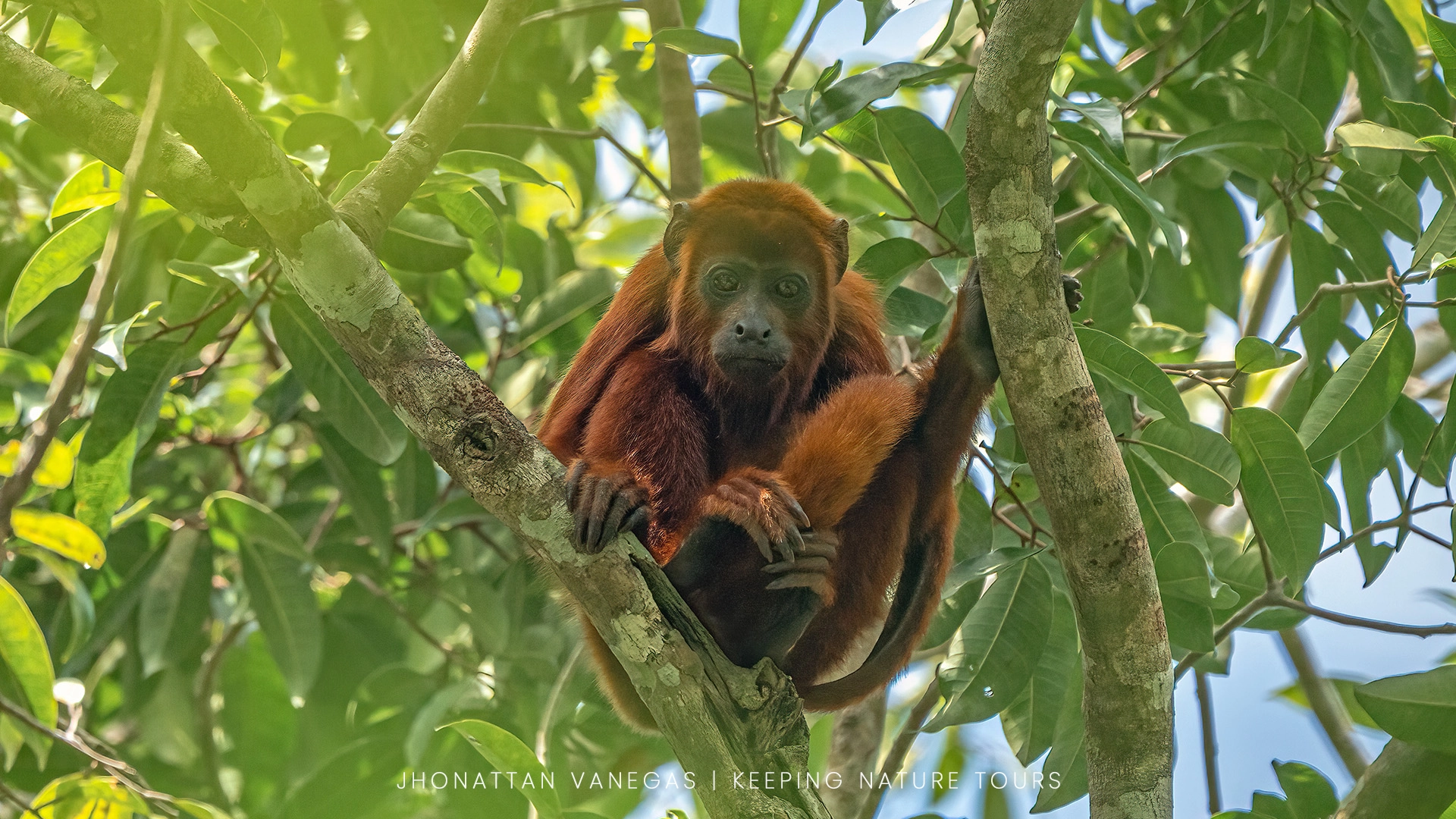 Wildlife photograph by Jhonattan Vanegas, mammal