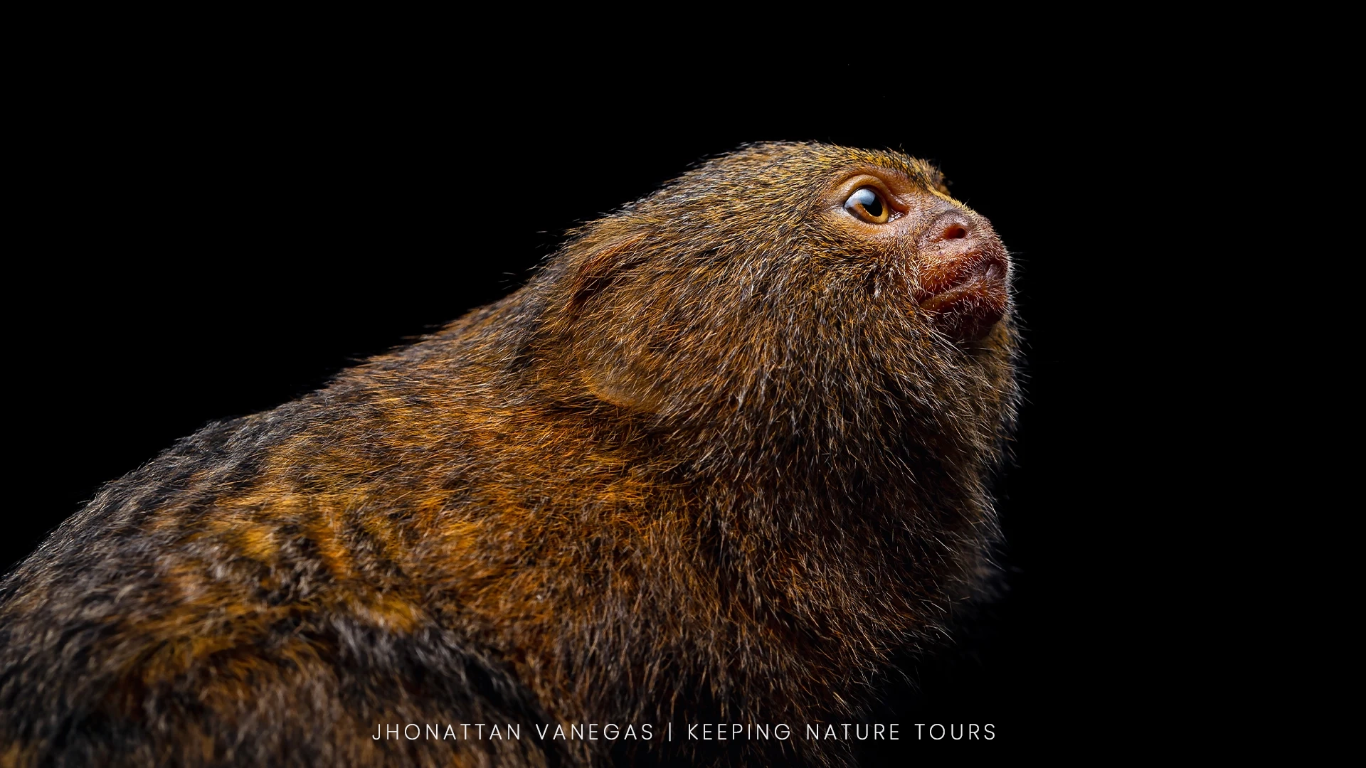 Wildlife photograph by Jhonattan Vanegas, mammal