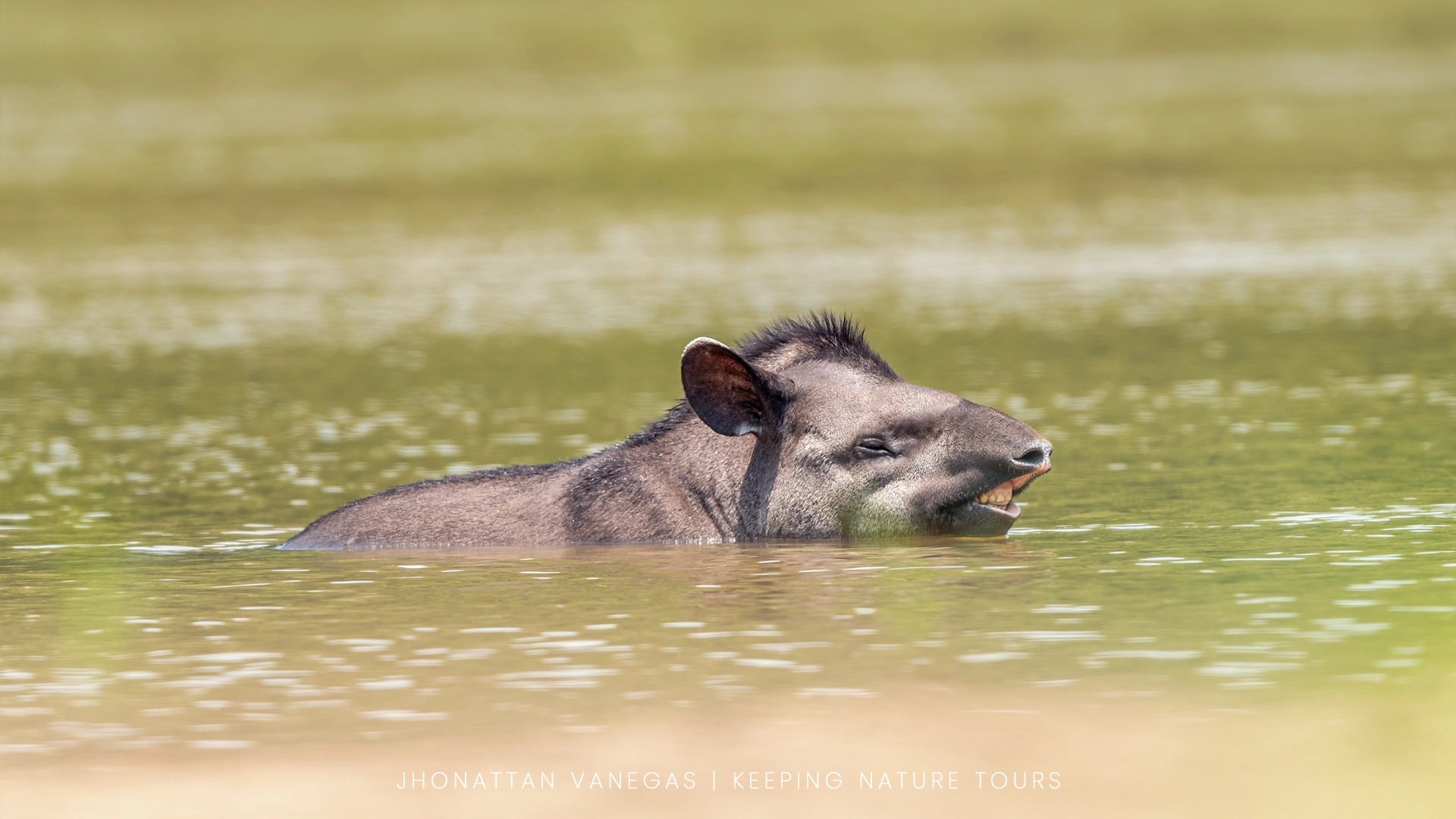 Wildlife photograph by Jhonattan Vanegas, mammal