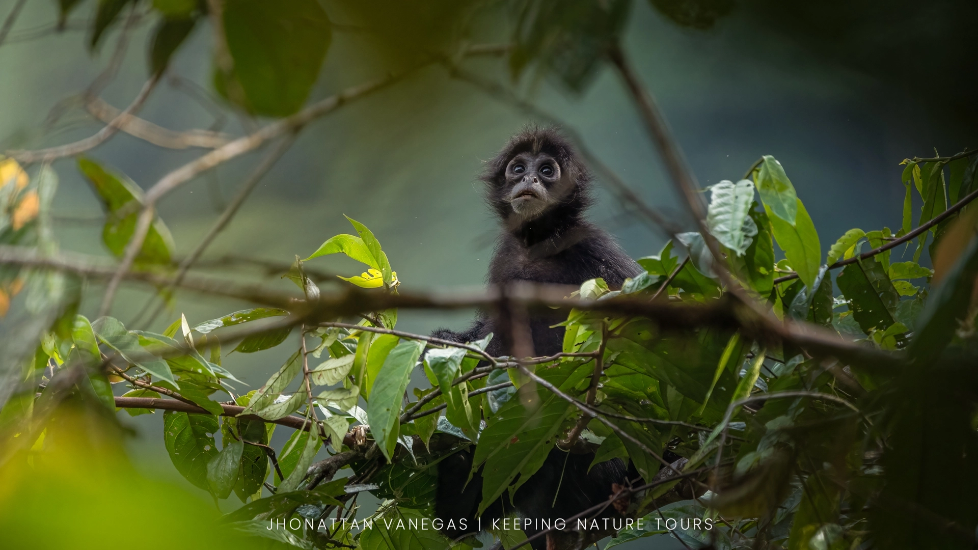 Wildlife photograph by Jhonattan Vanegas, mammal