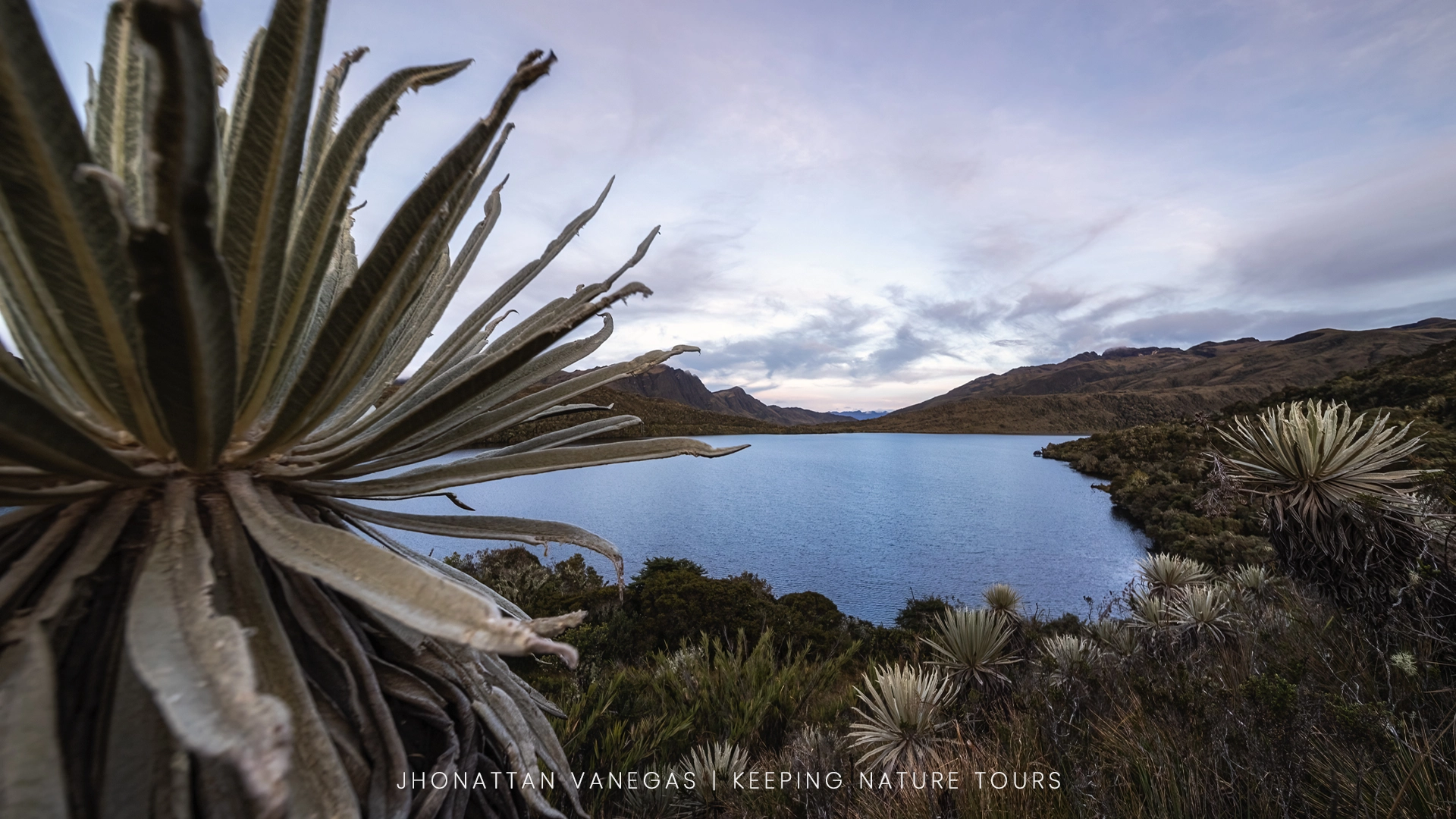 Wildlife photograph by Jhonattan Vanegas, landscape