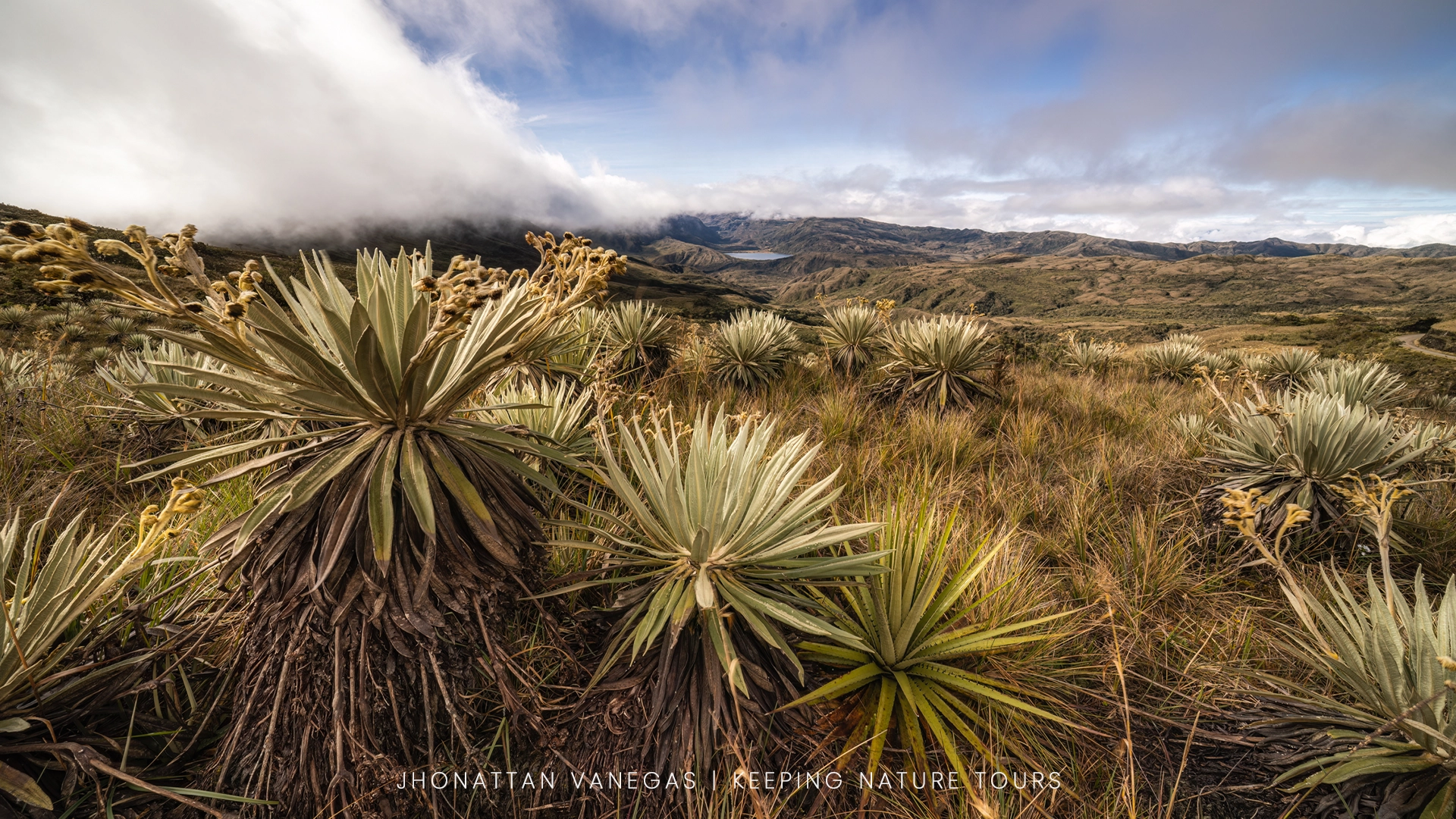 Wildlife photograph by Jhonattan Vanegas, landscape