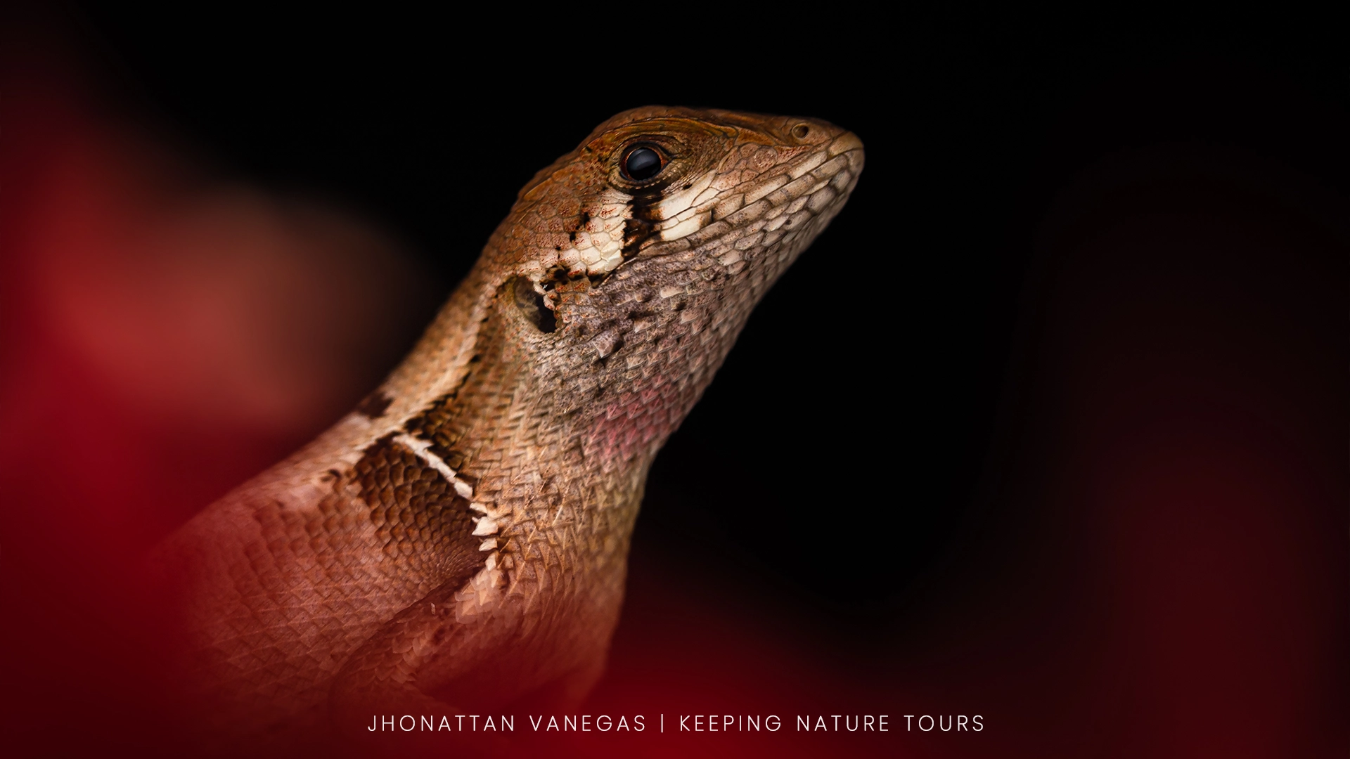 A reptile photographed in its natural habitat in Colombia
