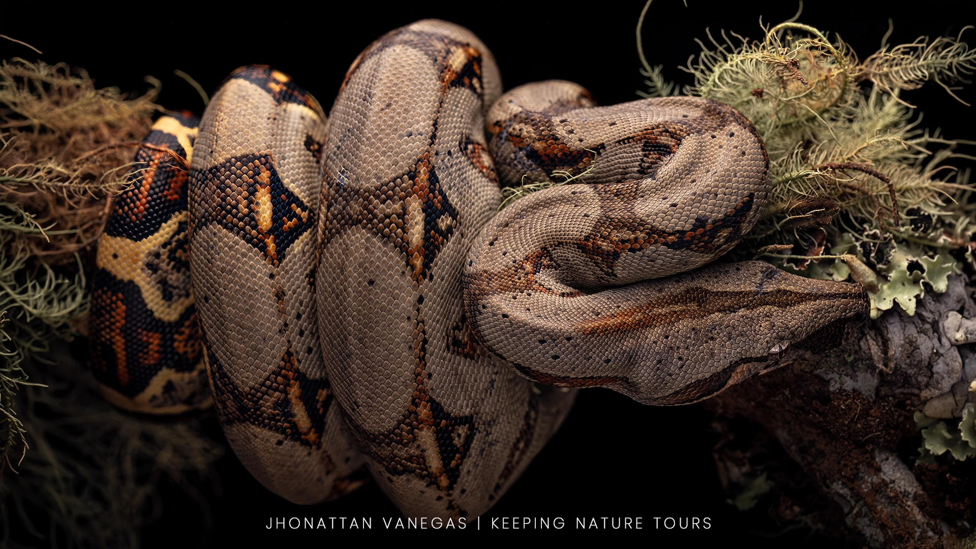 Wildlife photograph by Jhonattan Vanegas, reptile