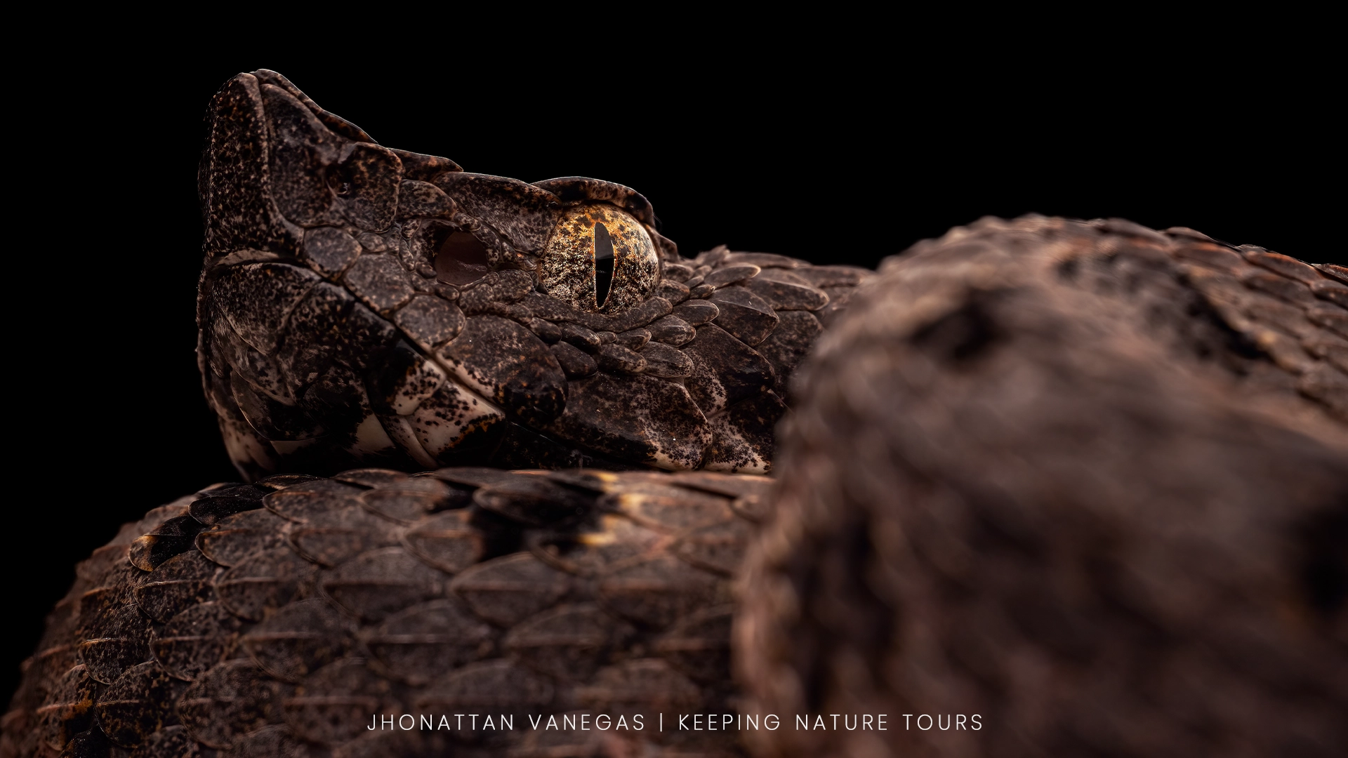 Wildlife photograph by Jhonattan Vanegas, reptile