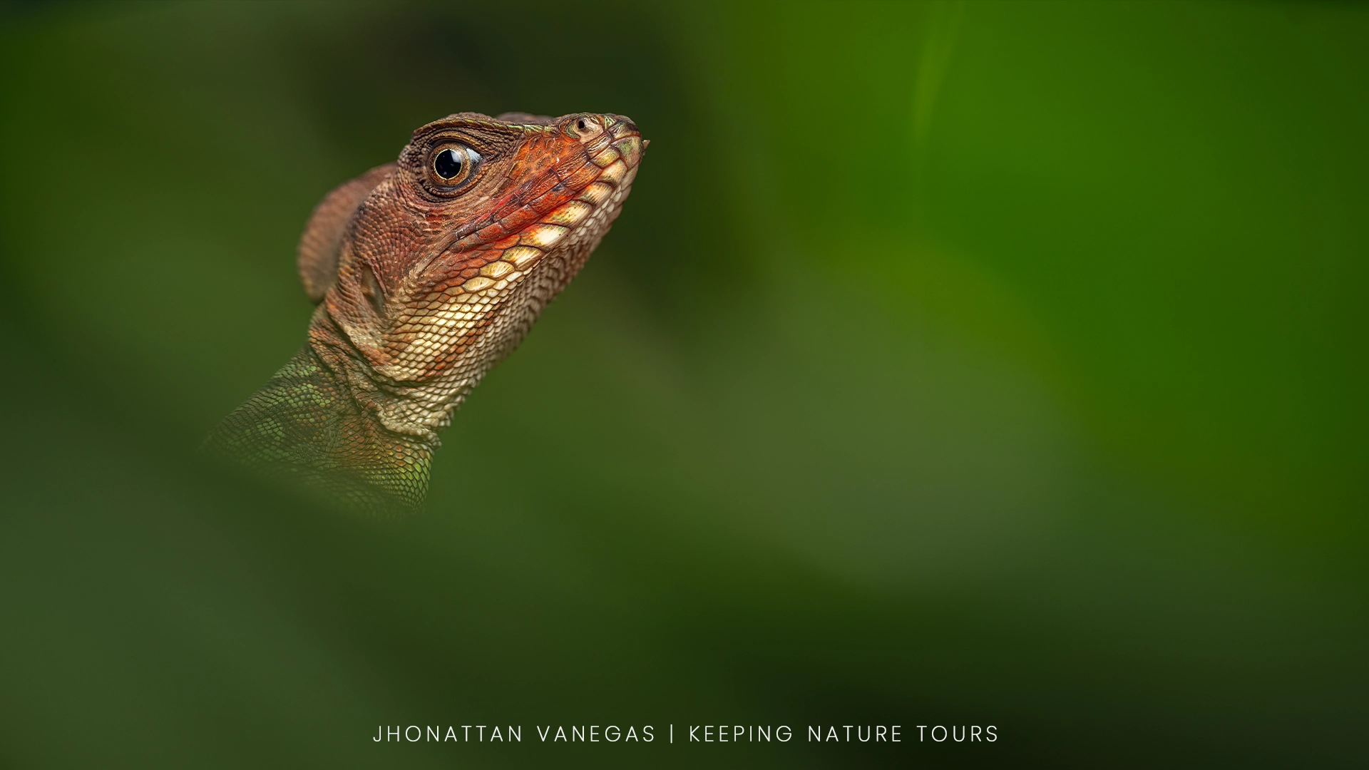 Nature photograph by Jhonattan Vanegas, a forest lizard in profile