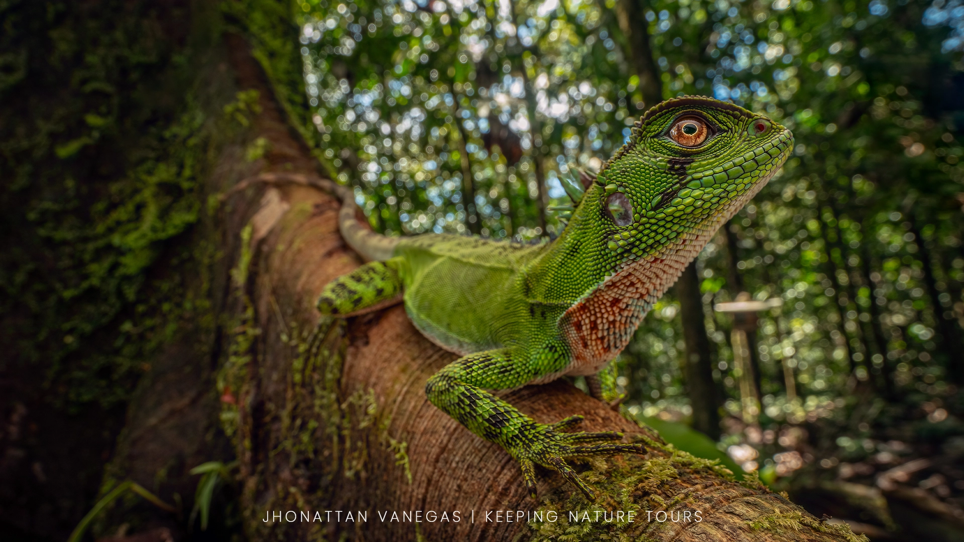 Wildlife photograph by Jhonattan Vanegas, reptile