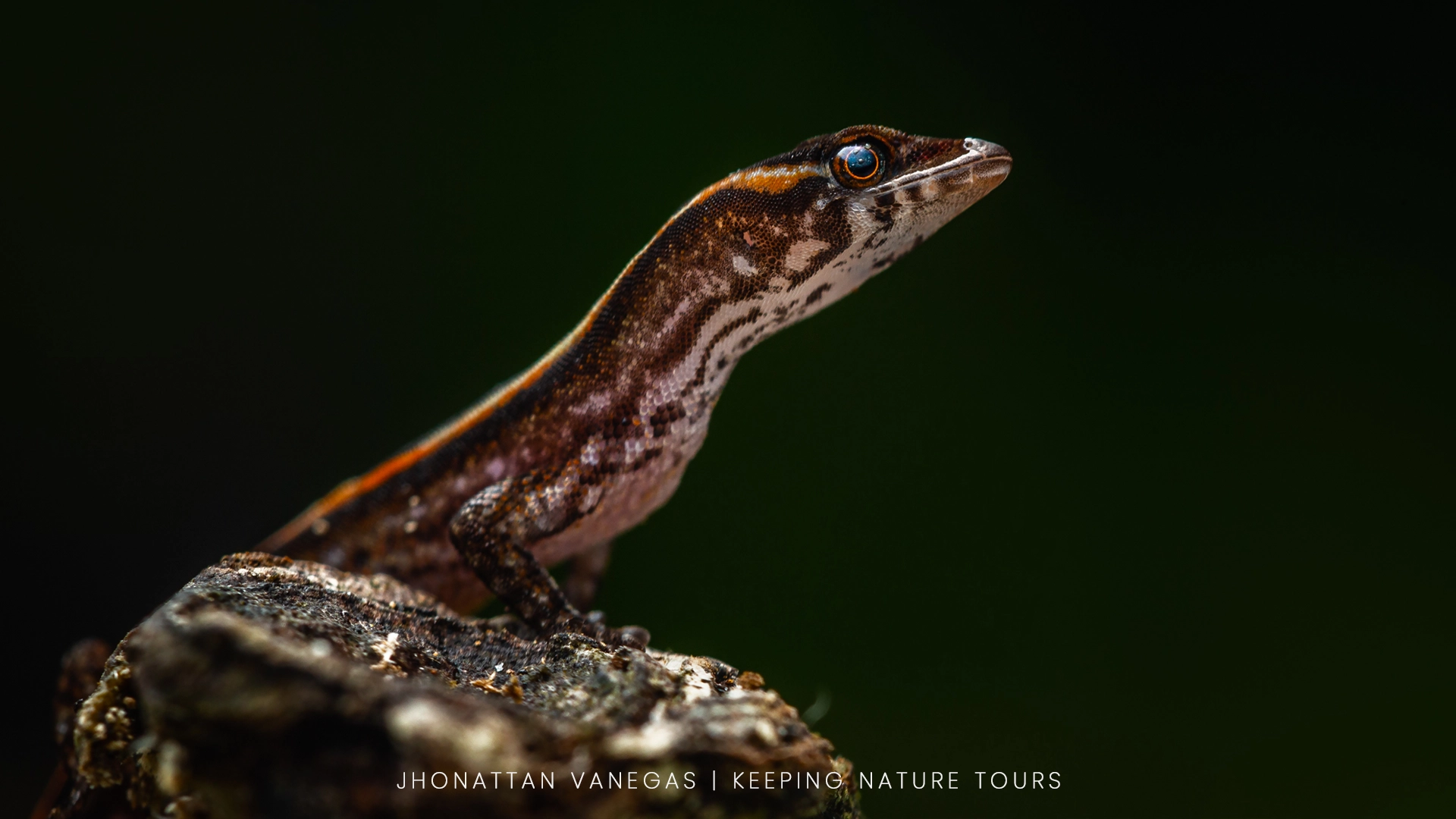 Wildlife photograph by Jhonattan Vanegas, reptile