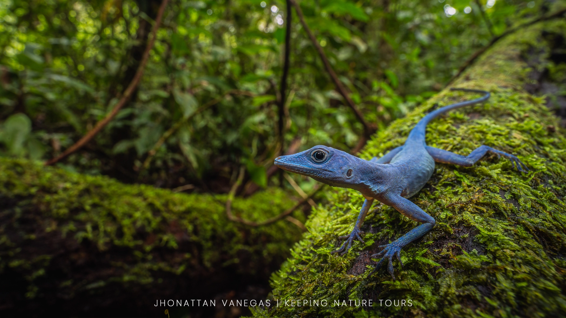 Wildlife photograph by Jhonattan Vanegas, reptile