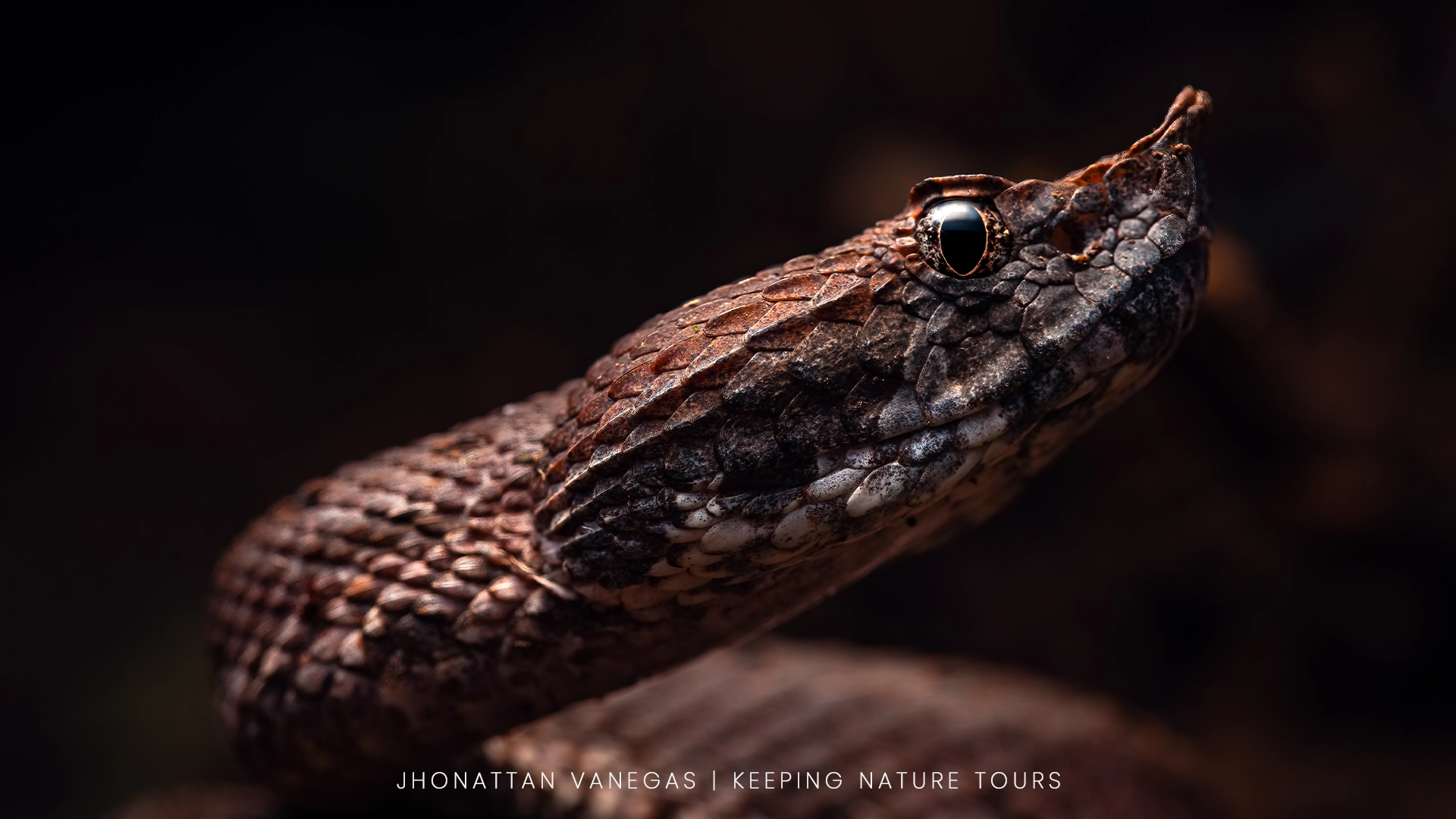 Wildlife photograph by Jhonattan Vanegas, reptile