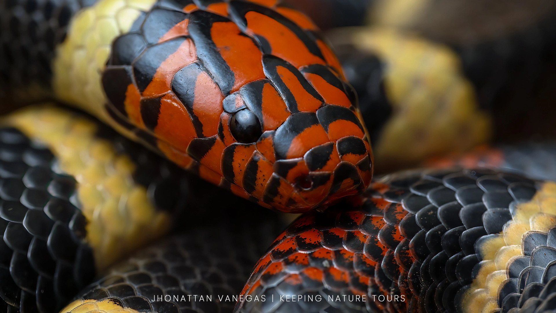 Nature photograph by Jhonattan Vanegas, a coral-patterned snake coiled up close