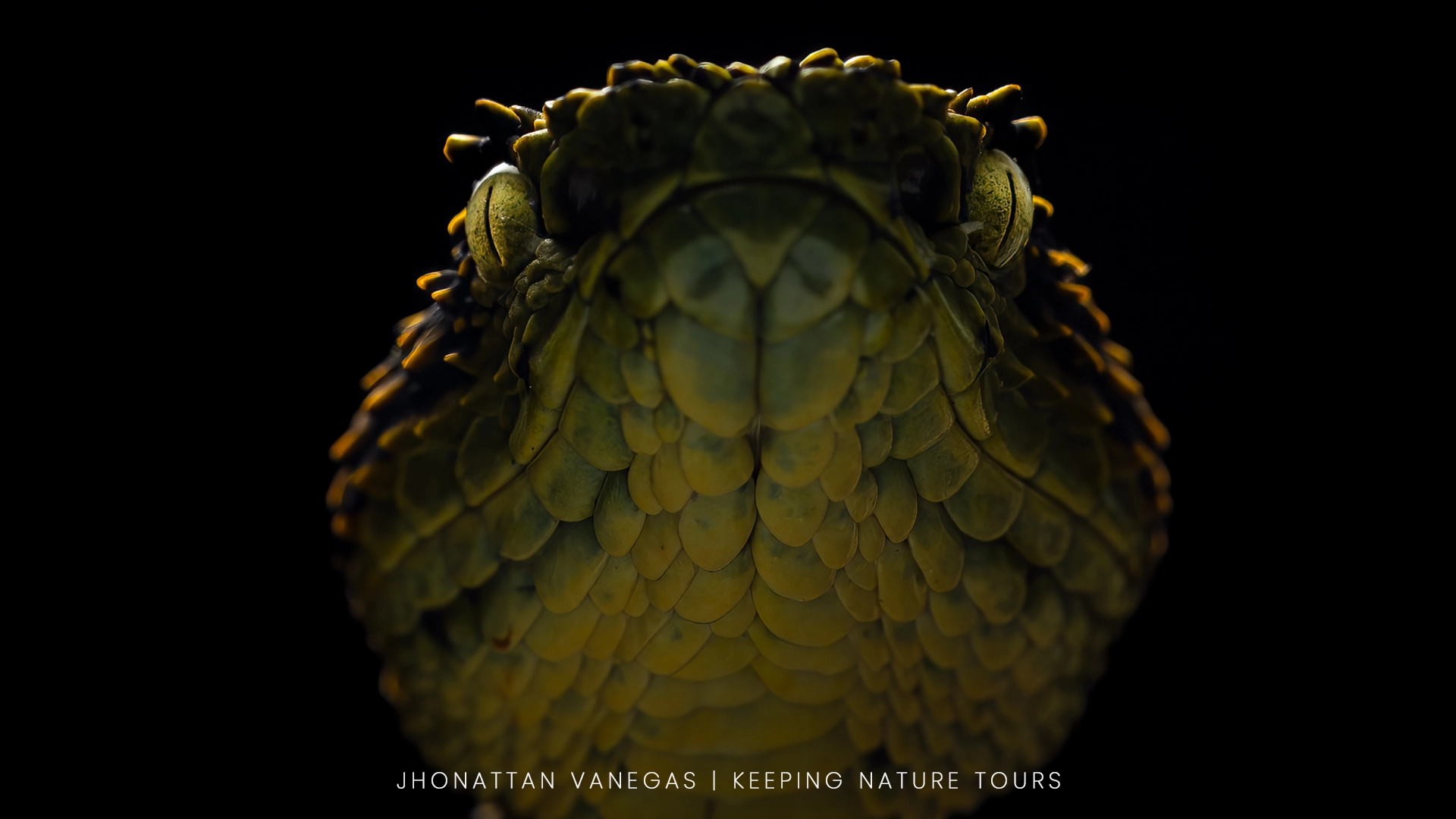 Wildlife photograph by Jhonattan Vanegas, reptile
