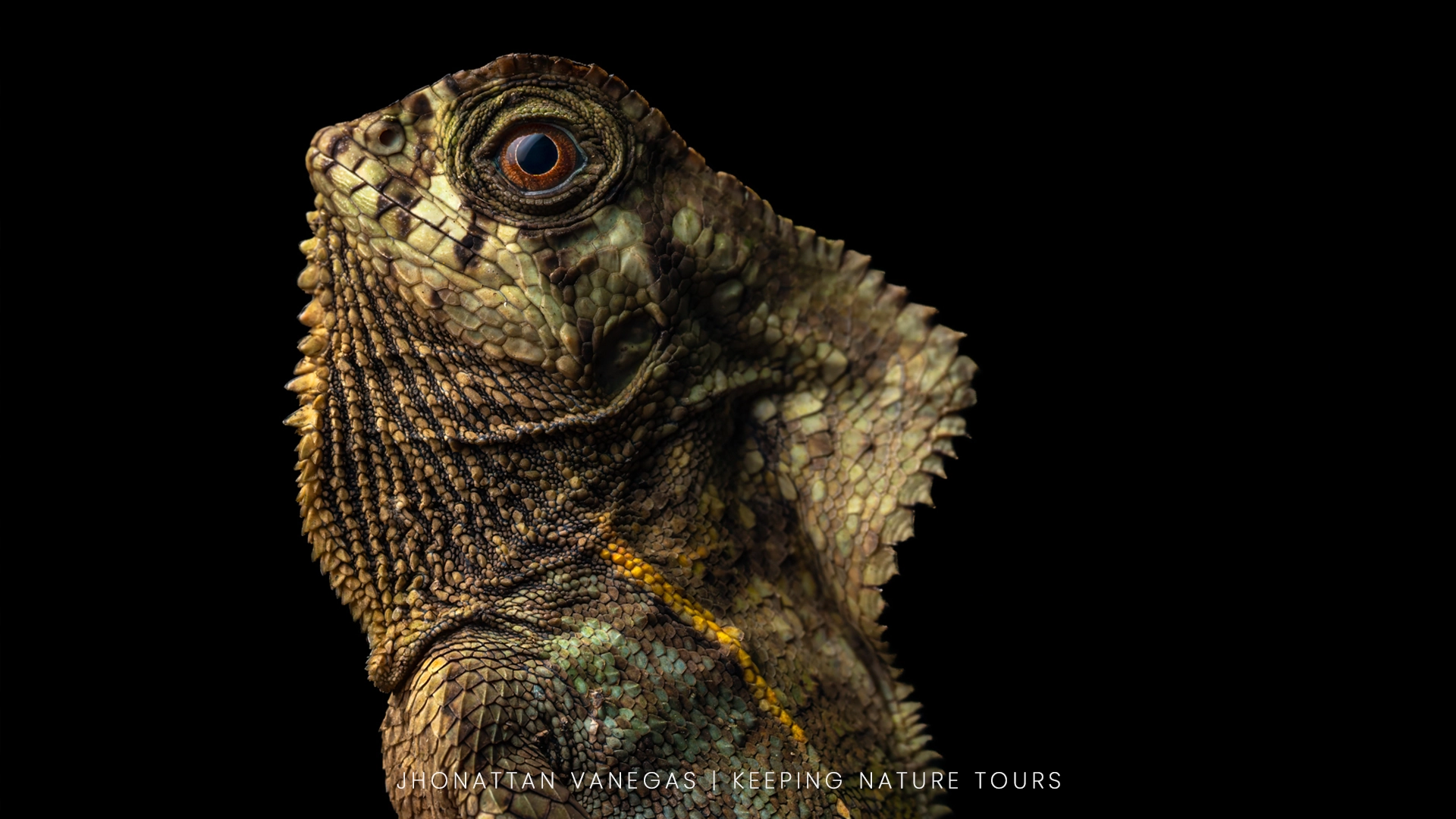 Wildlife photograph by Jhonattan Vanegas, reptile