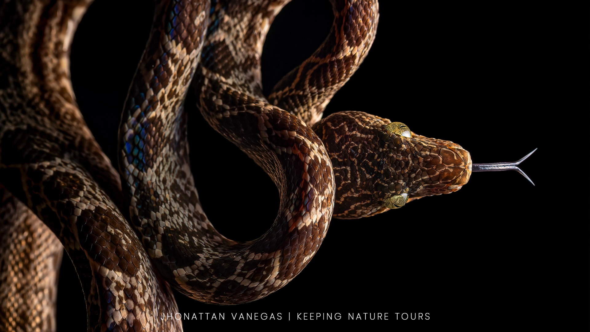 Wildlife photograph by Jhonattan Vanegas, reptile