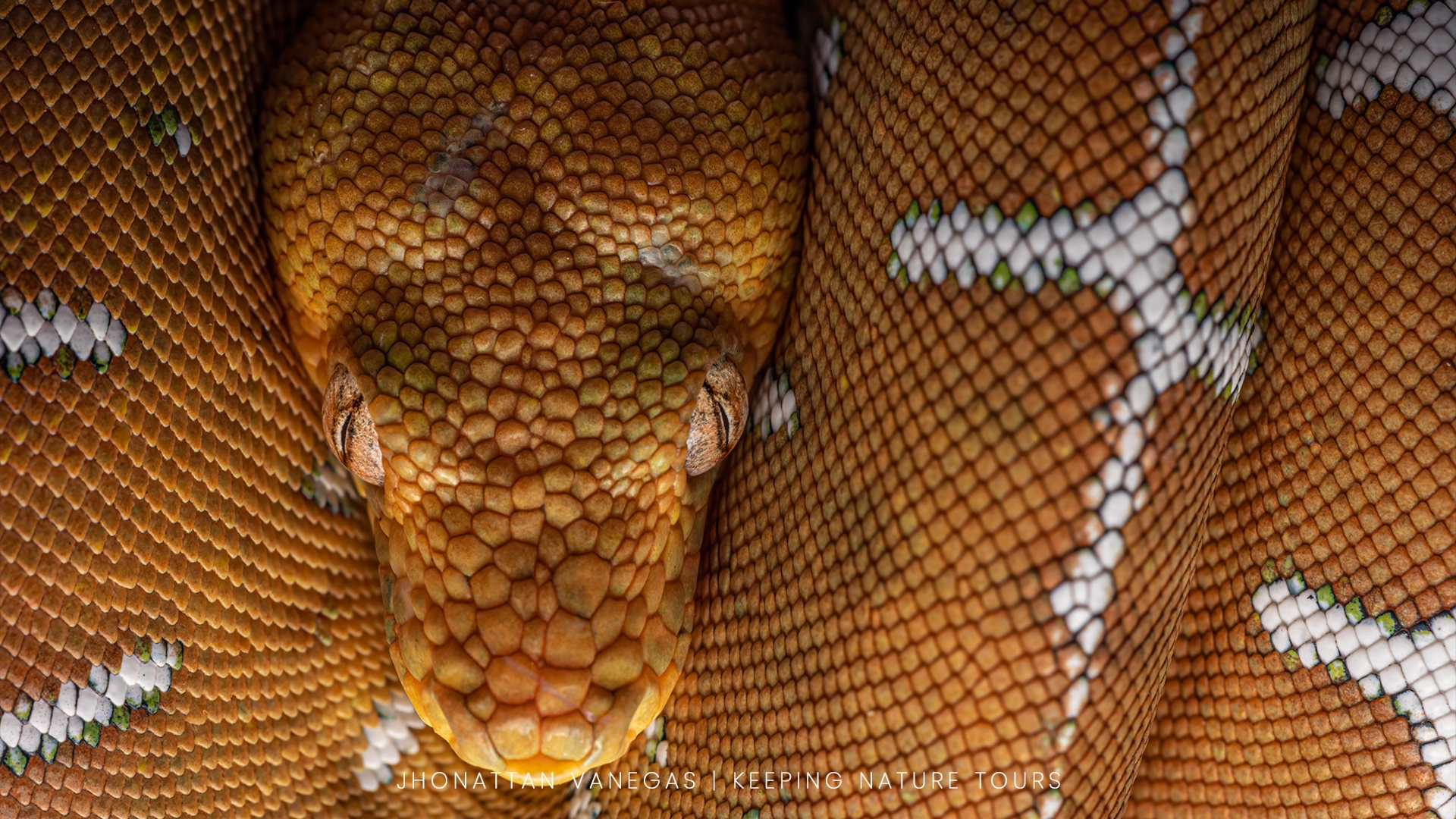 Wildlife photograph by Jhonattan Vanegas, reptile