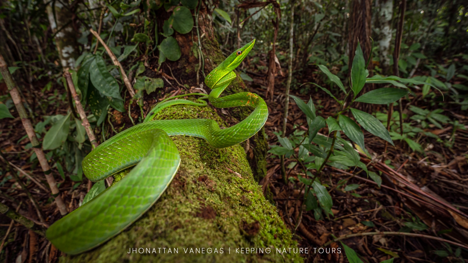 Wildlife photograph by Jhonattan Vanegas, reptile
