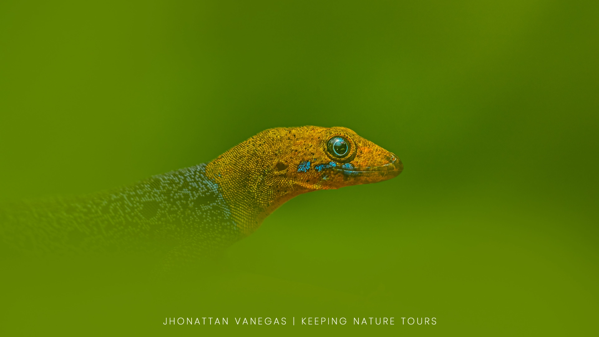 Wildlife photograph by Jhonattan Vanegas, reptile