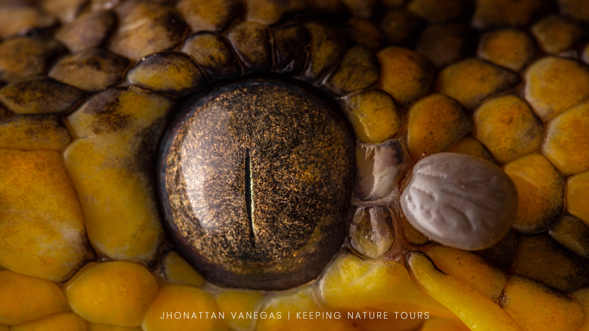 Wildlife photograph by Jhonattan Vanegas, reptile