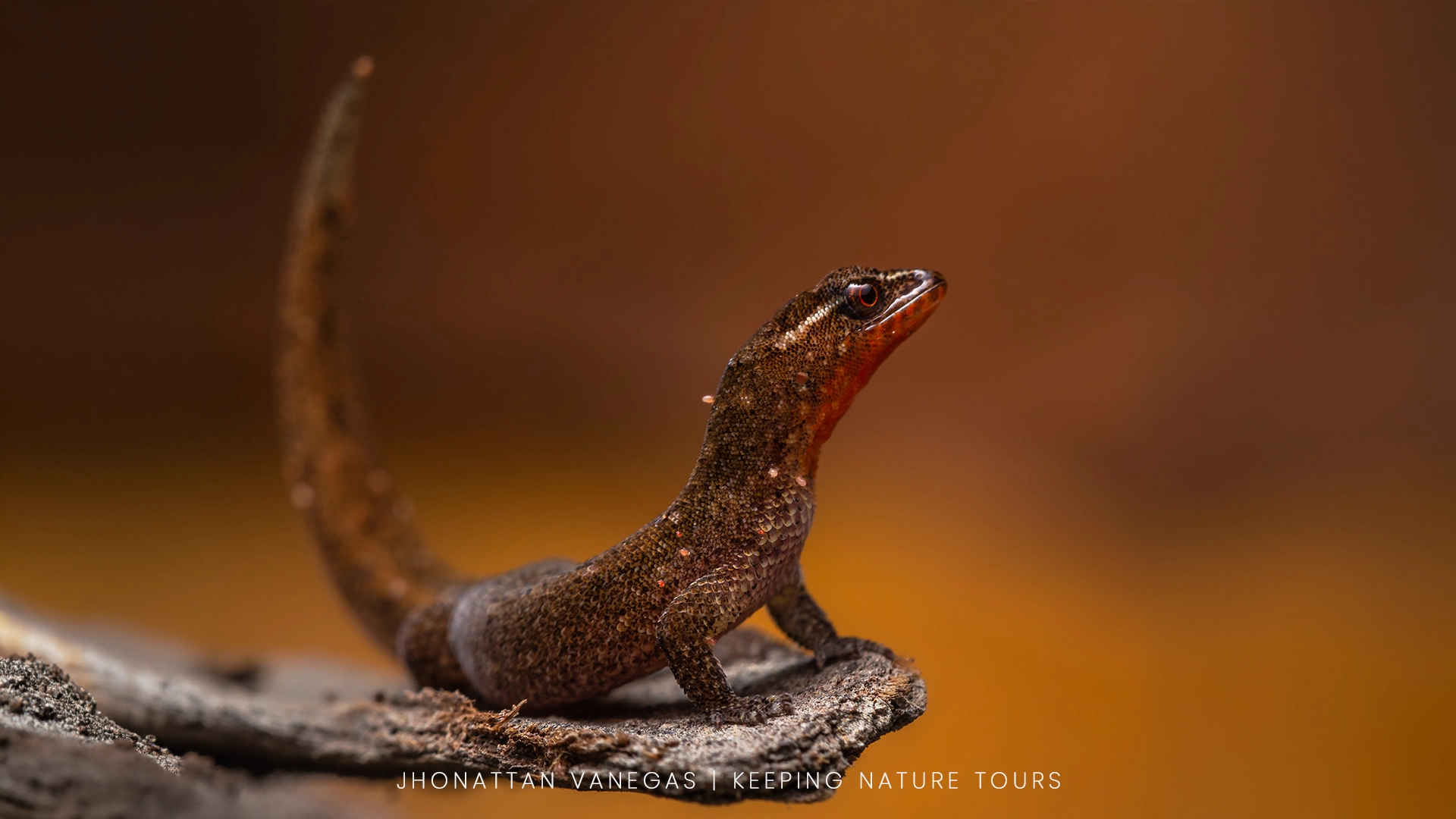 Wildlife photograph by Jhonattan Vanegas, reptile