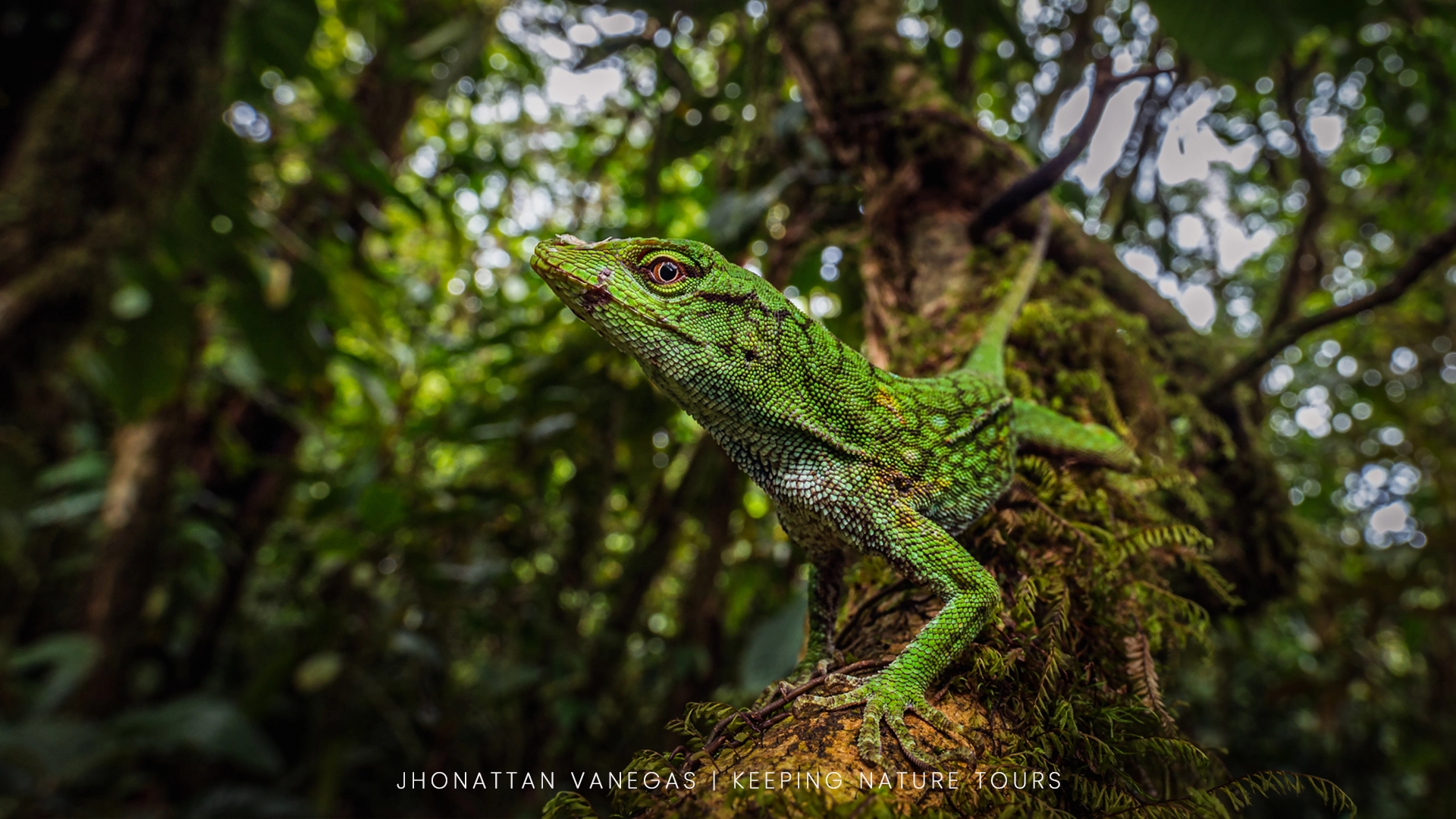 Wildlife photograph by Jhonattan Vanegas, reptile