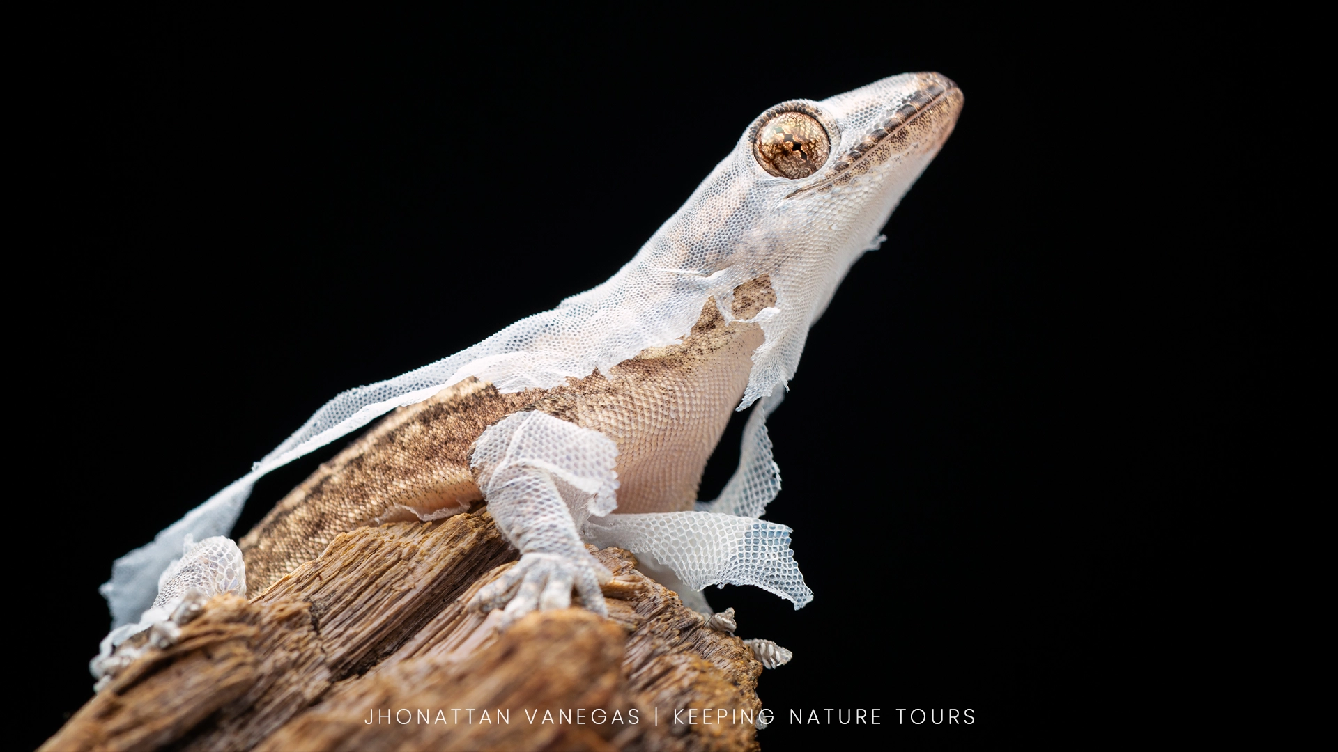 Wildlife photograph by Jhonattan Vanegas, reptile