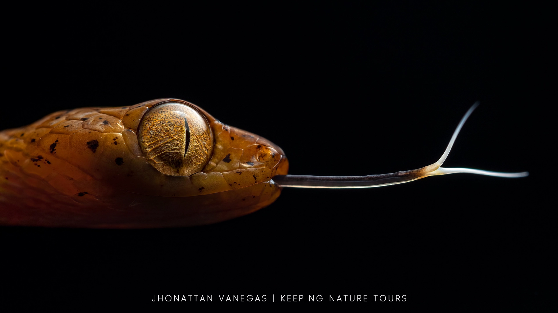 Wildlife photograph by Jhonattan Vanegas, reptile